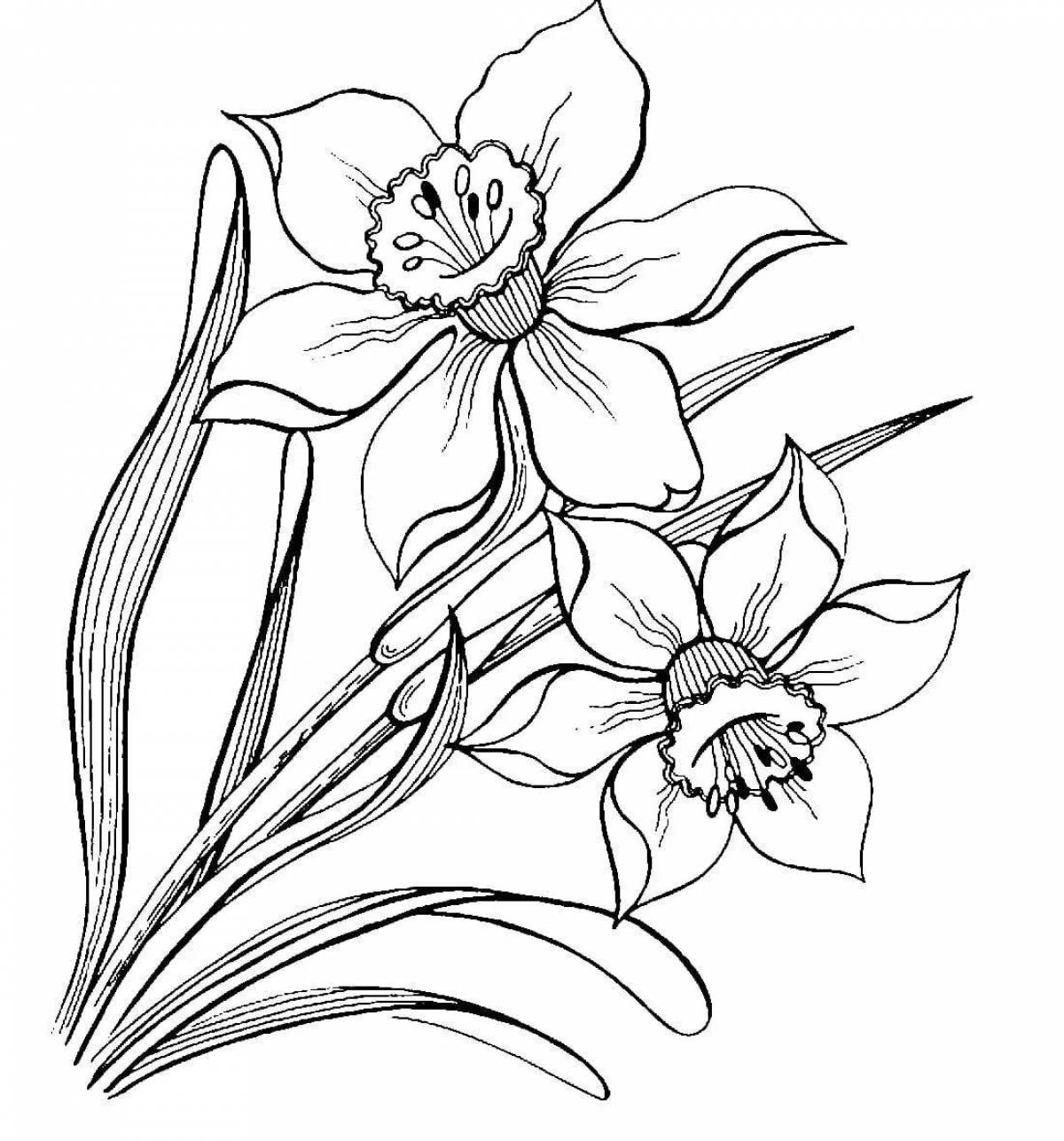 Colorful flower daffodil coloring page