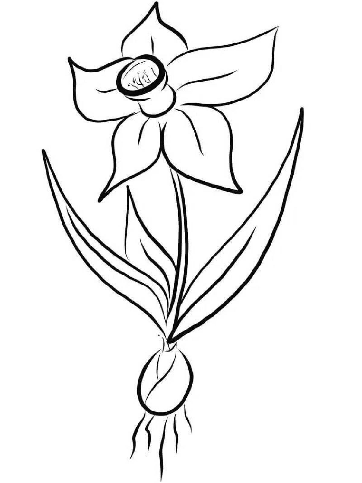 Coloring live narcissus flower