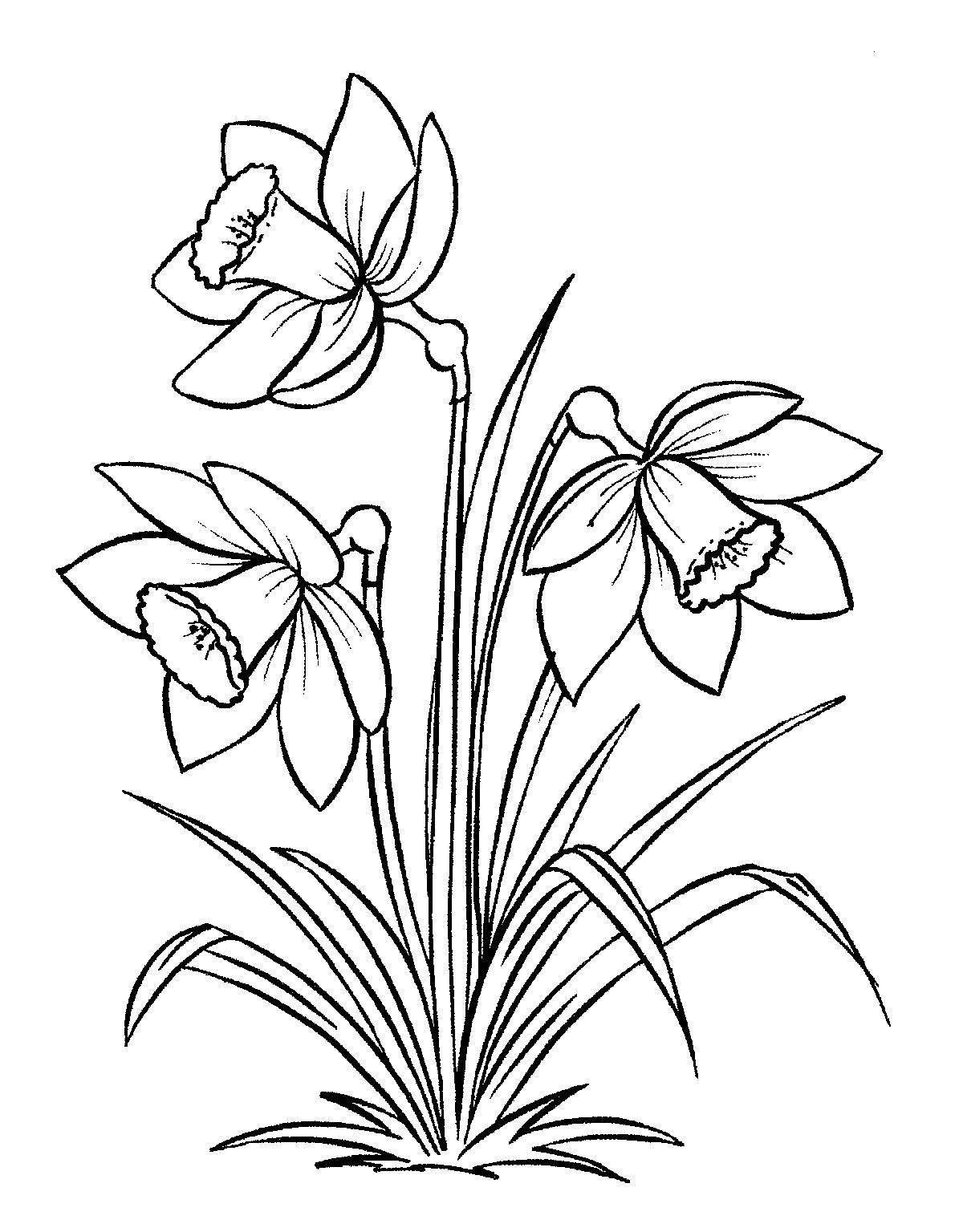 Coloring book charming flower narcissus