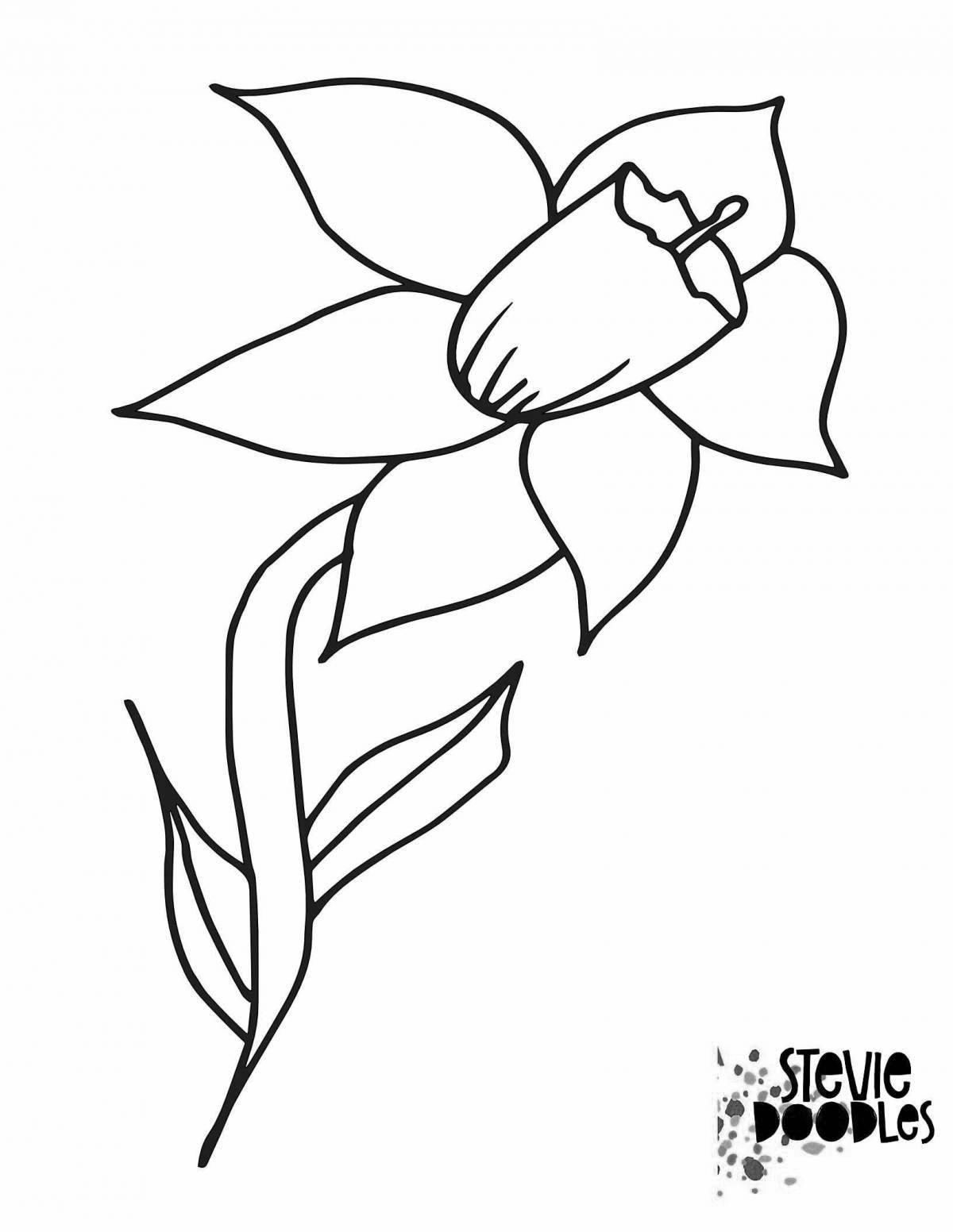 Coloring book gorgeous narcissus flower