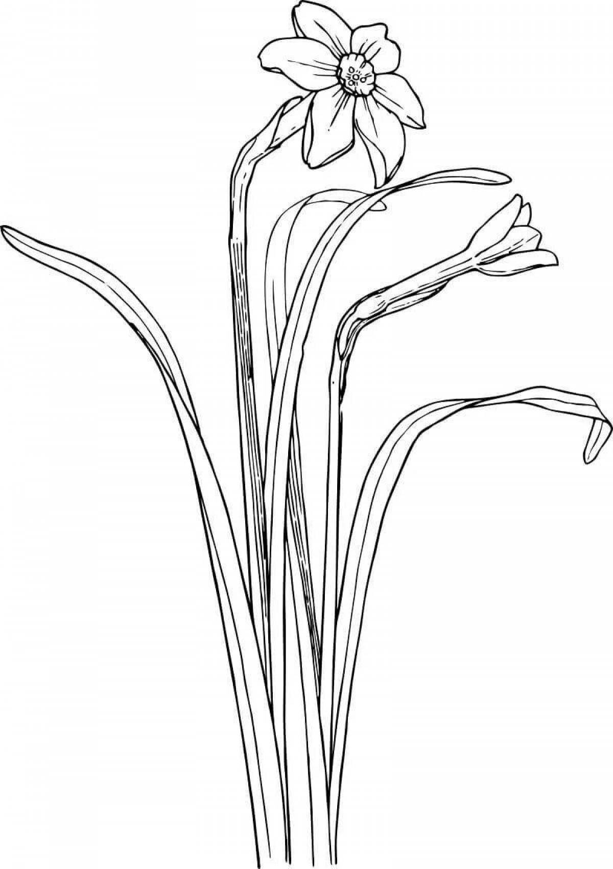 Coloring page glorious narcissus flower