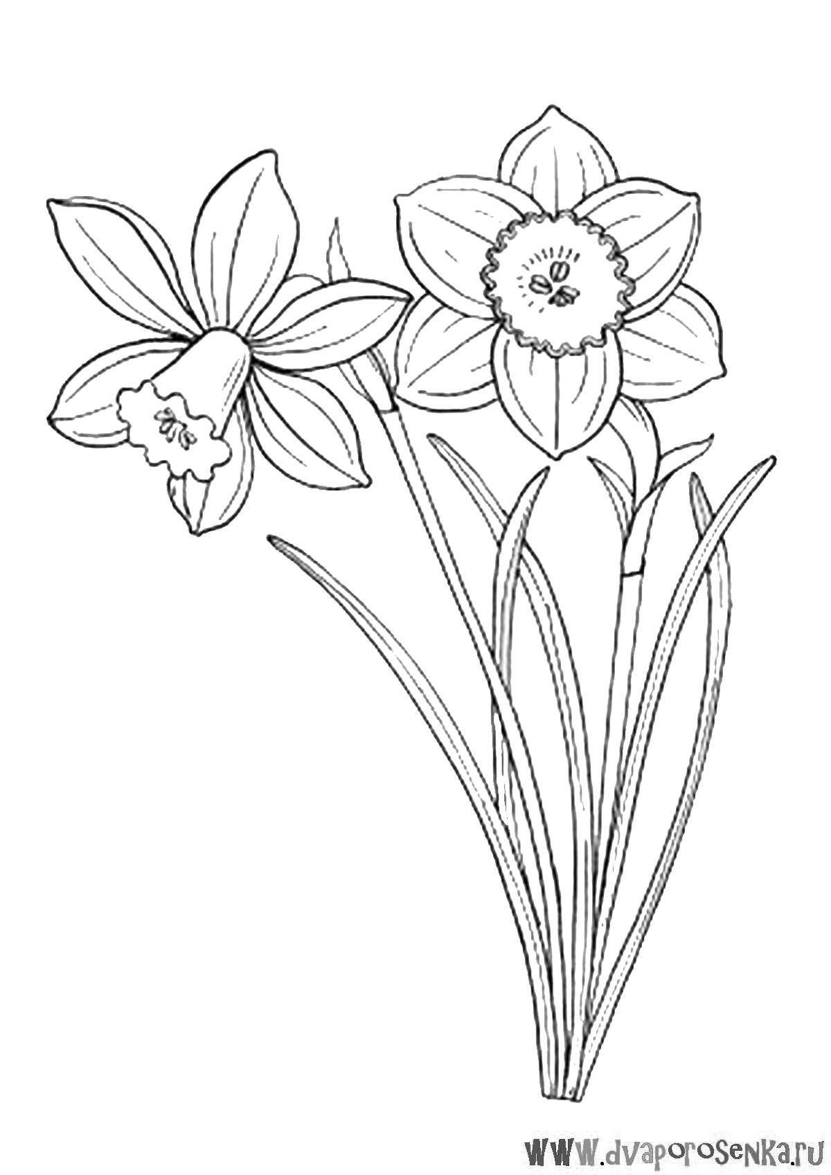 Colouring stunning narcissus flower