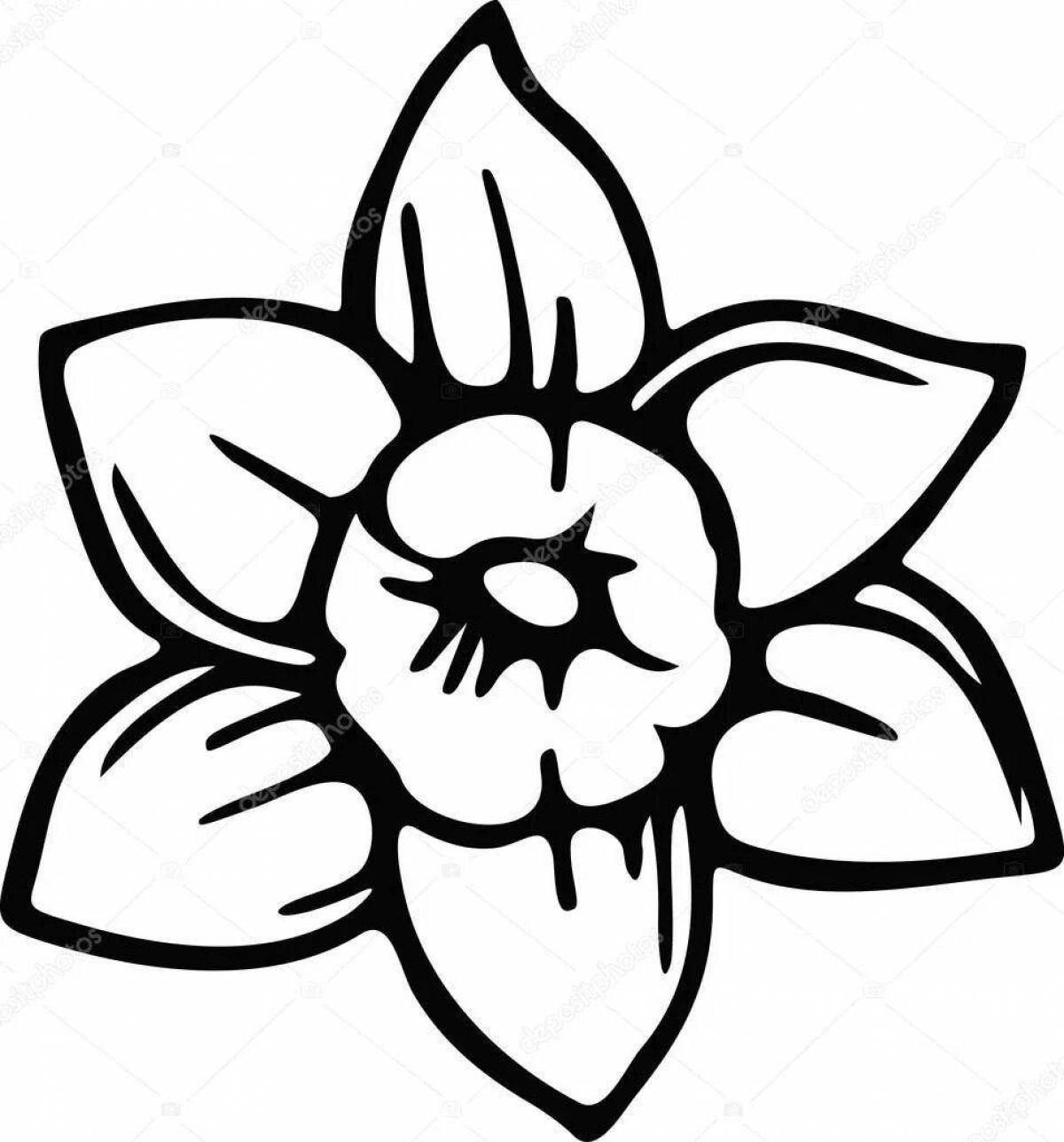 Раскраска красивый цветок нарцисс