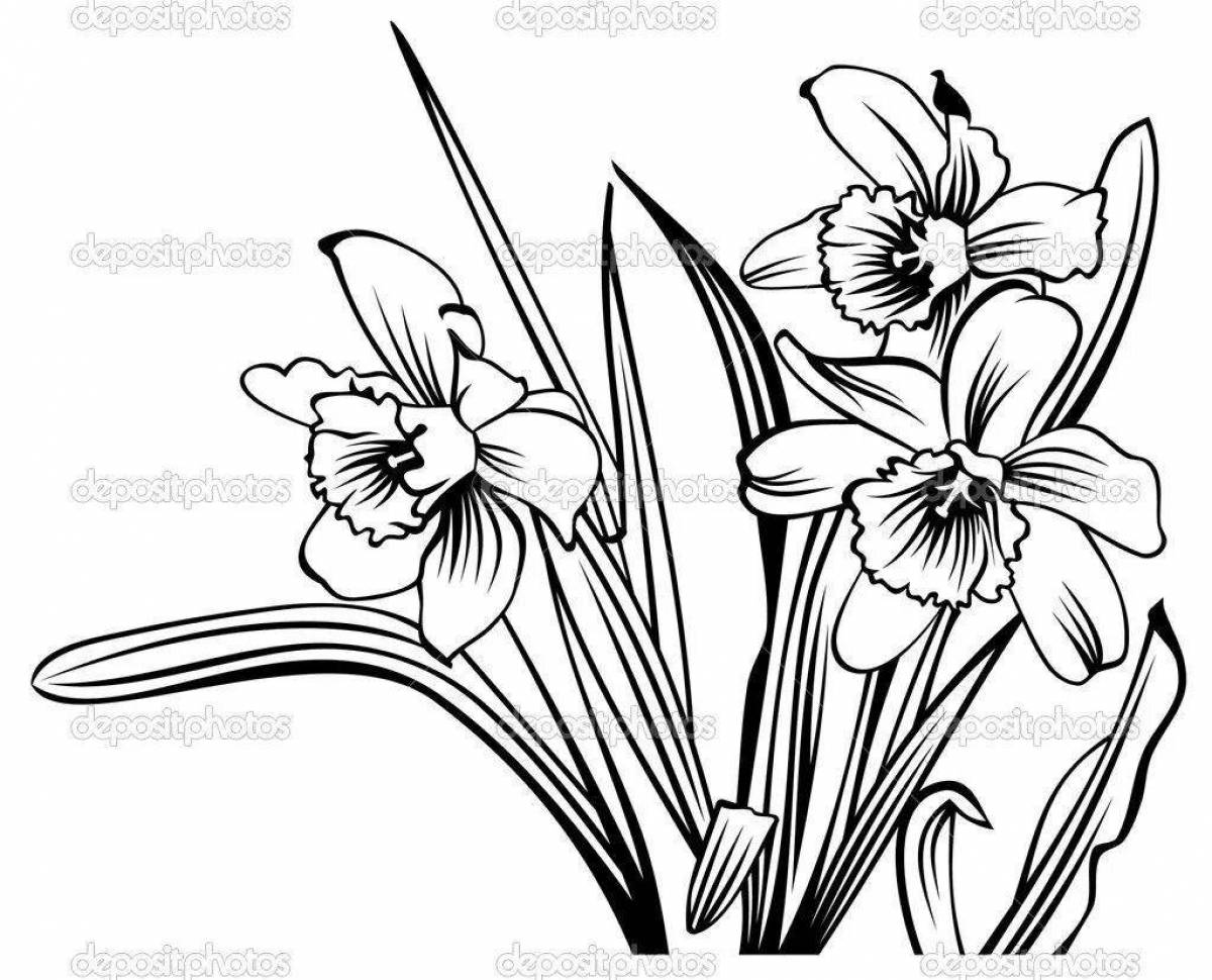 Sweet narcissus flower coloring page