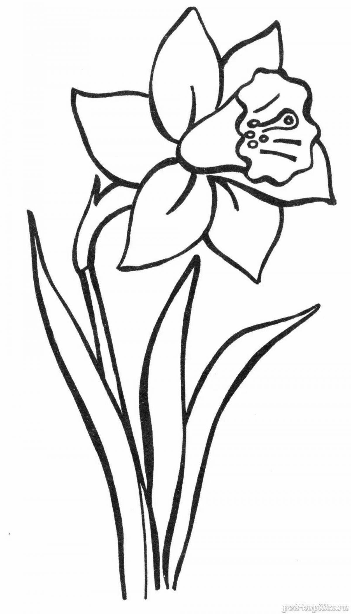 Привлекательный цветок нарцисс раскраски страницы