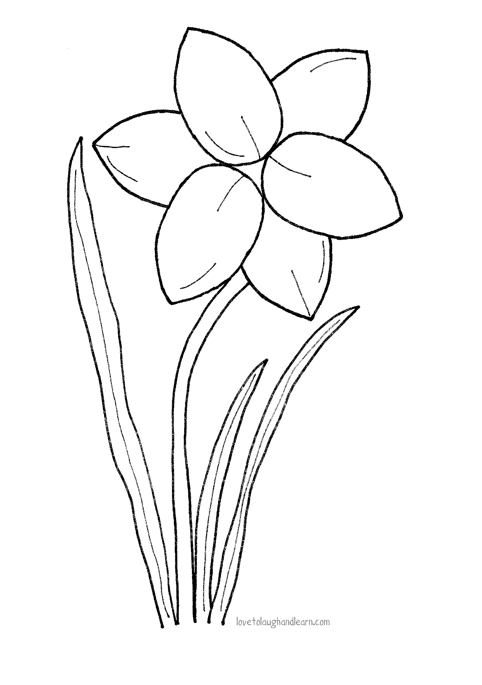 Intriguing narcissus flower coloring page