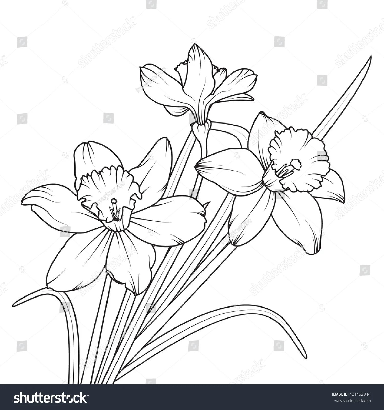 Coloring page hypnotic narcissus flower