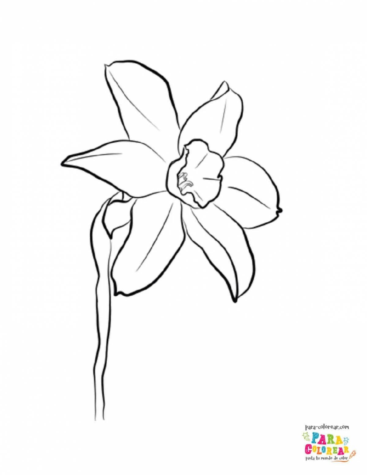 Coloring book exotic narcissus flower