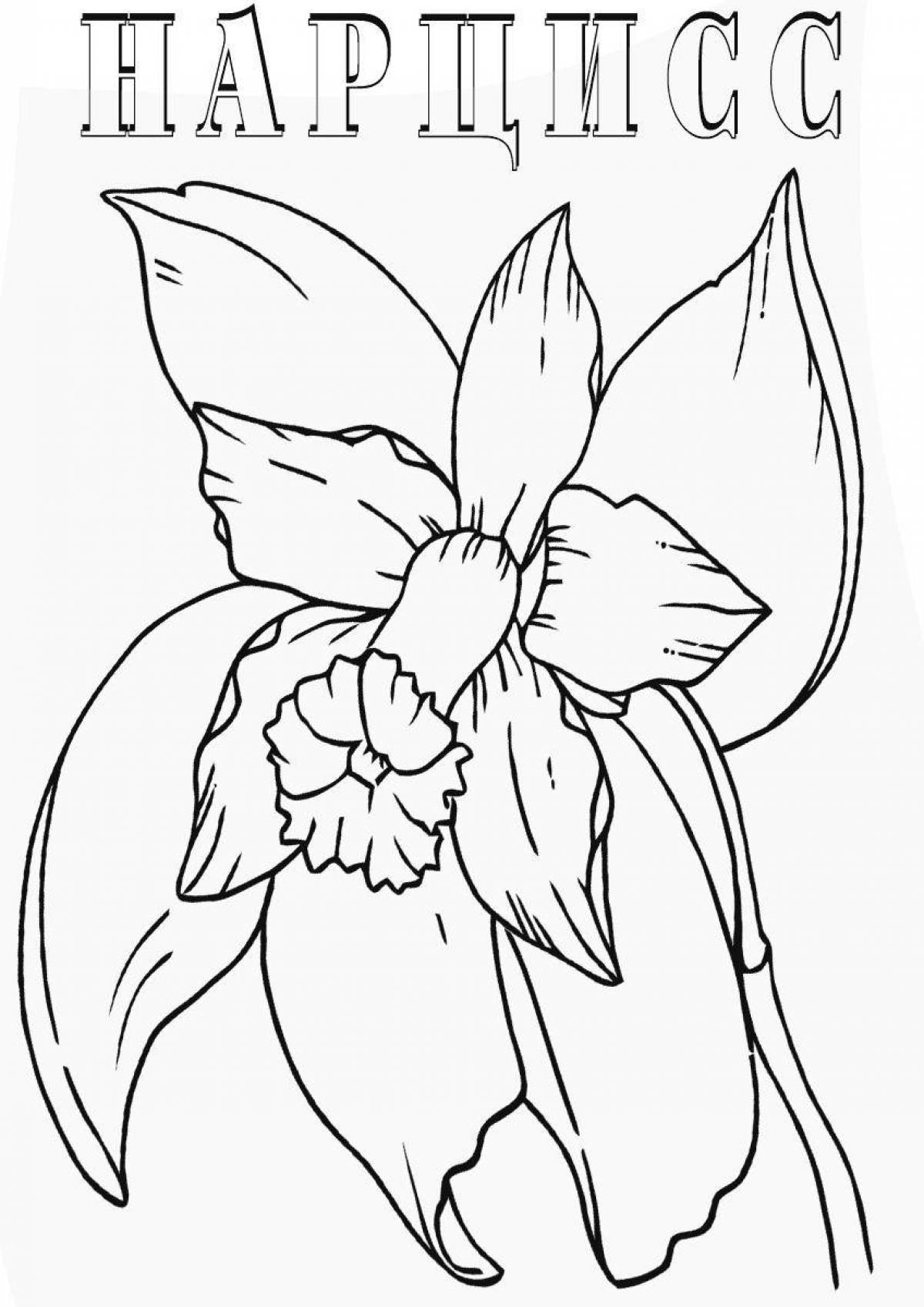 Coloring page mysterious daffodil flower