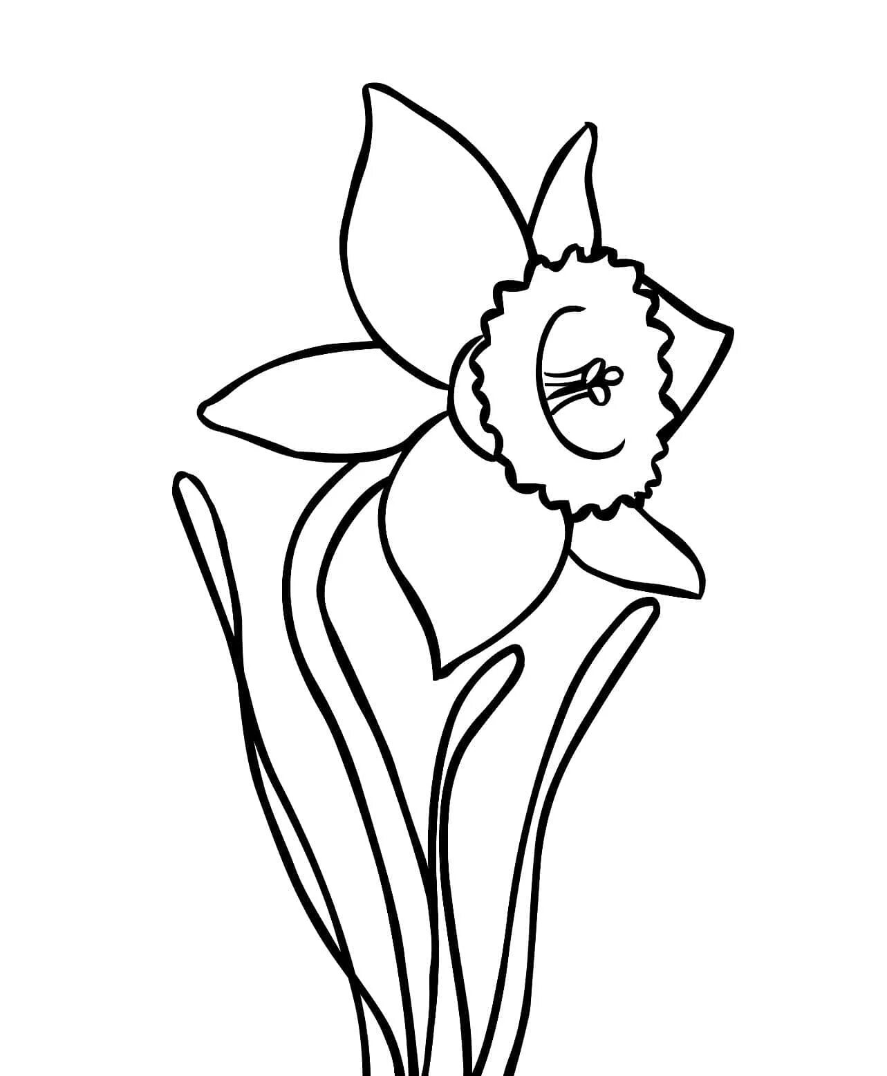 Нарцисс цветок #1
