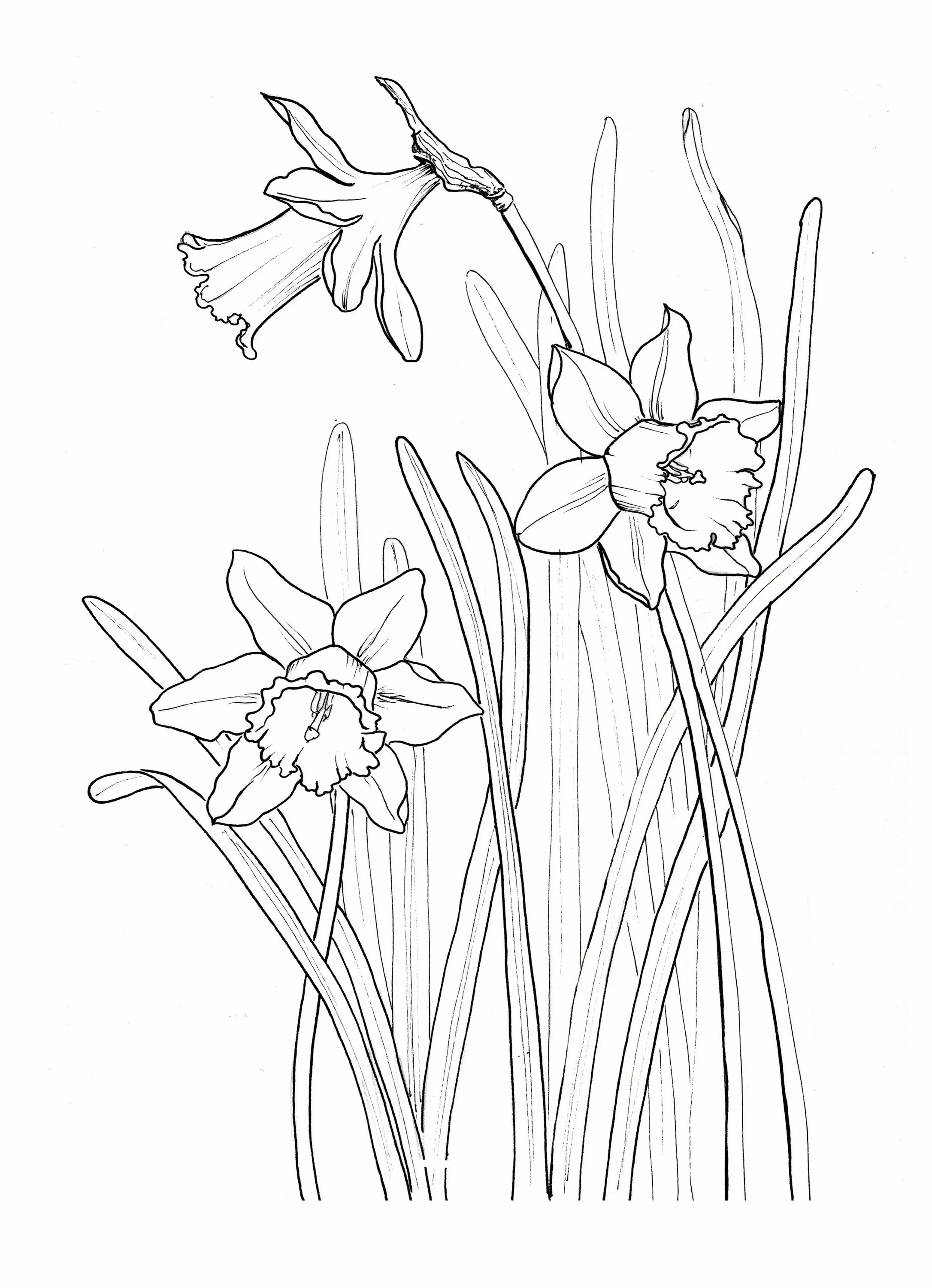 Narcissus flower #2