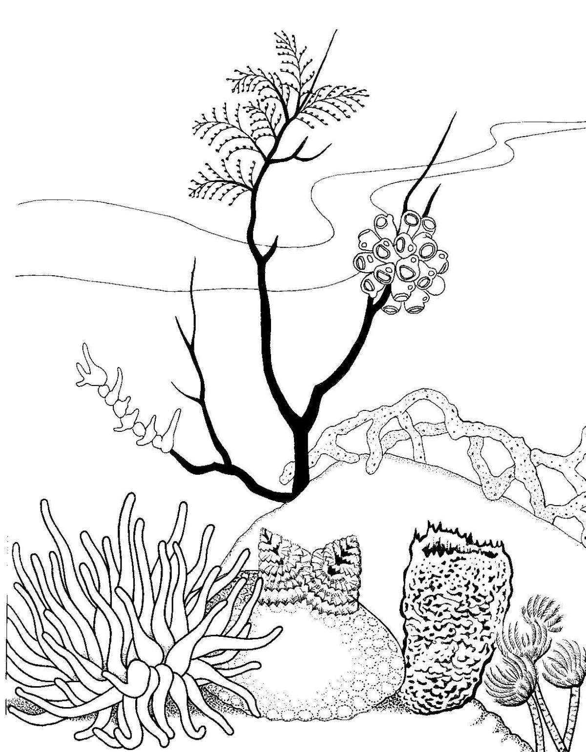 Large coral reef coloring page