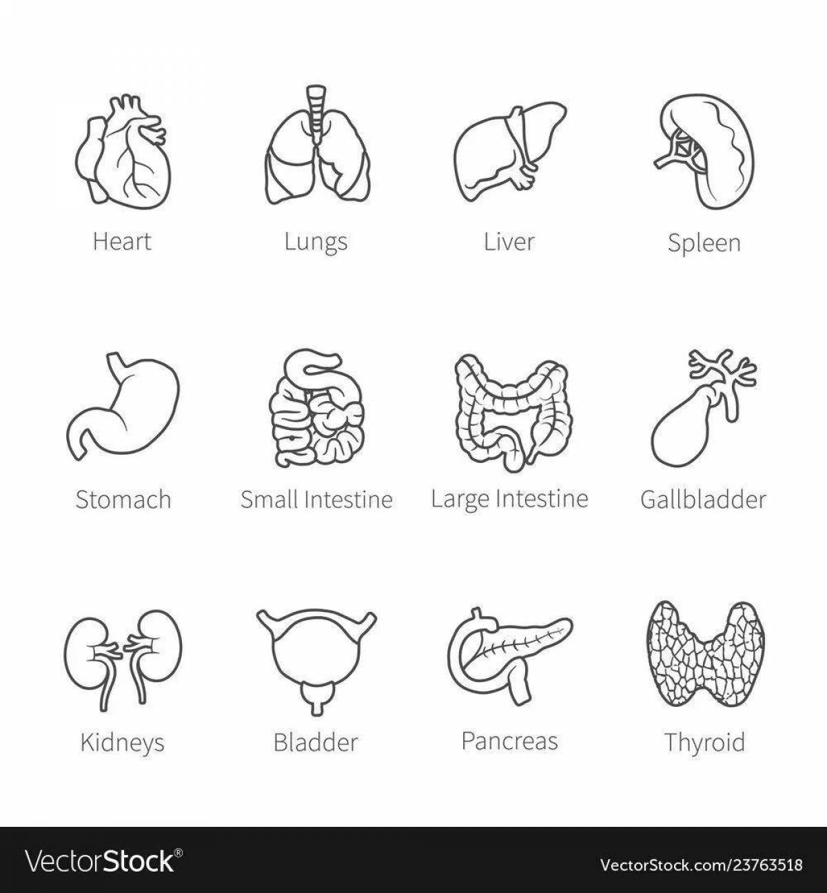 Detailed coloring of internal organs