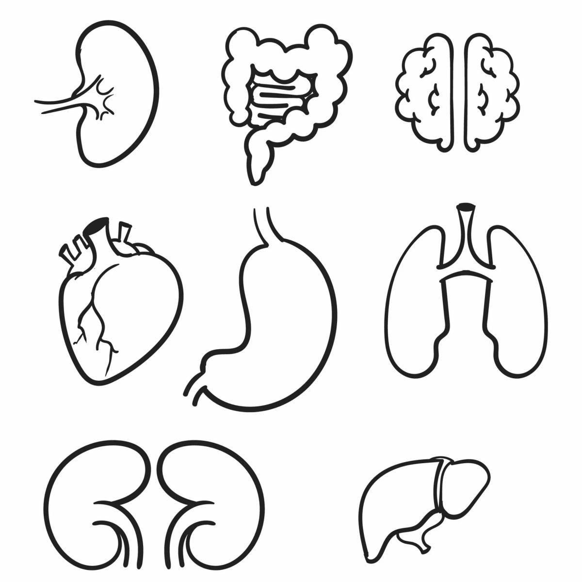 Drawing coloring pages of internal organs