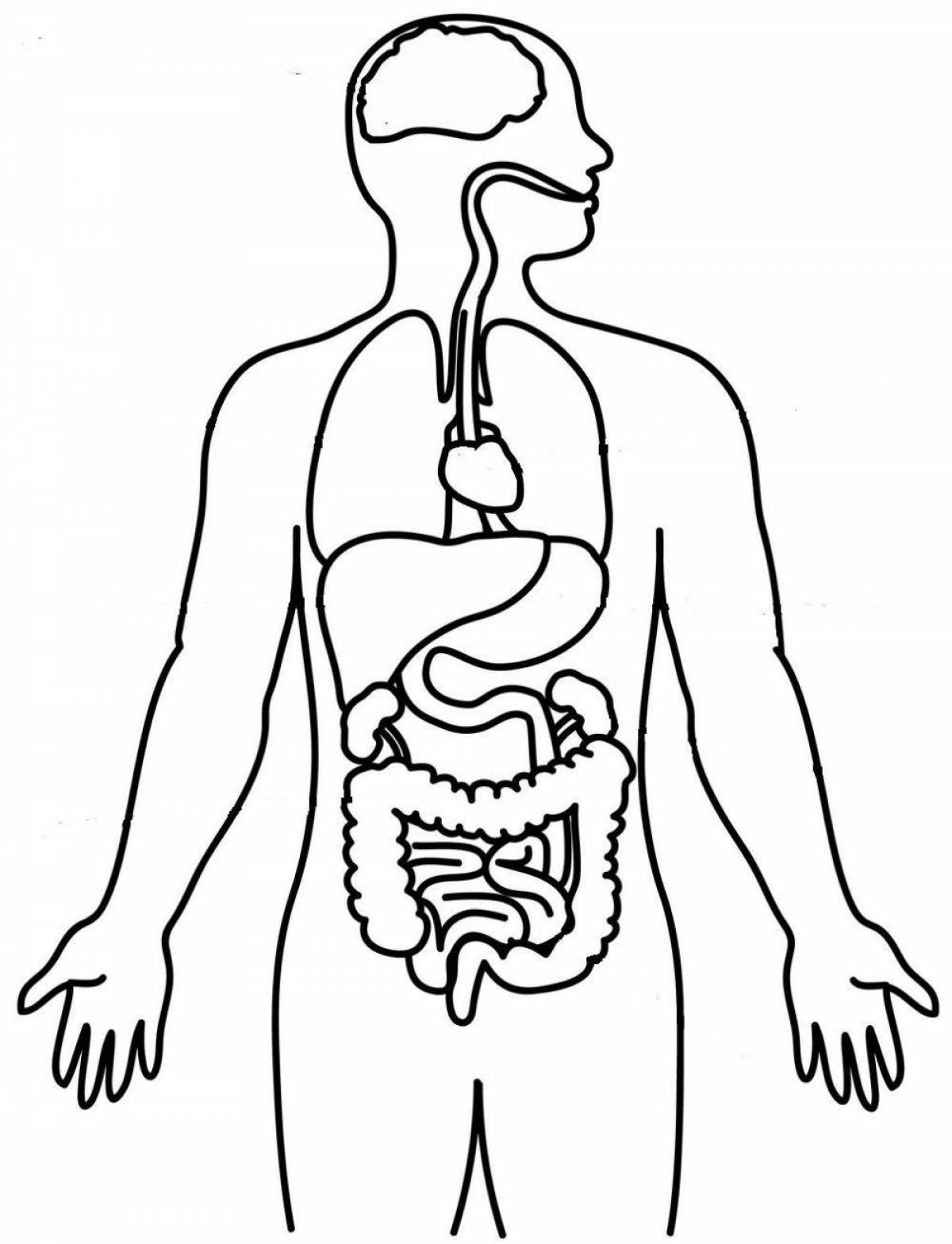 Intricate coloring of internal organs