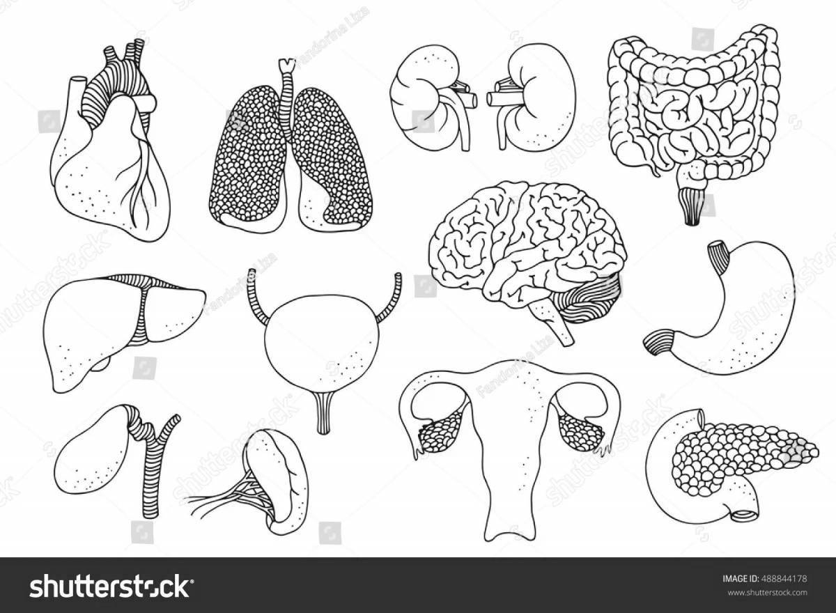 Очаровательная раскраска внутренние органы