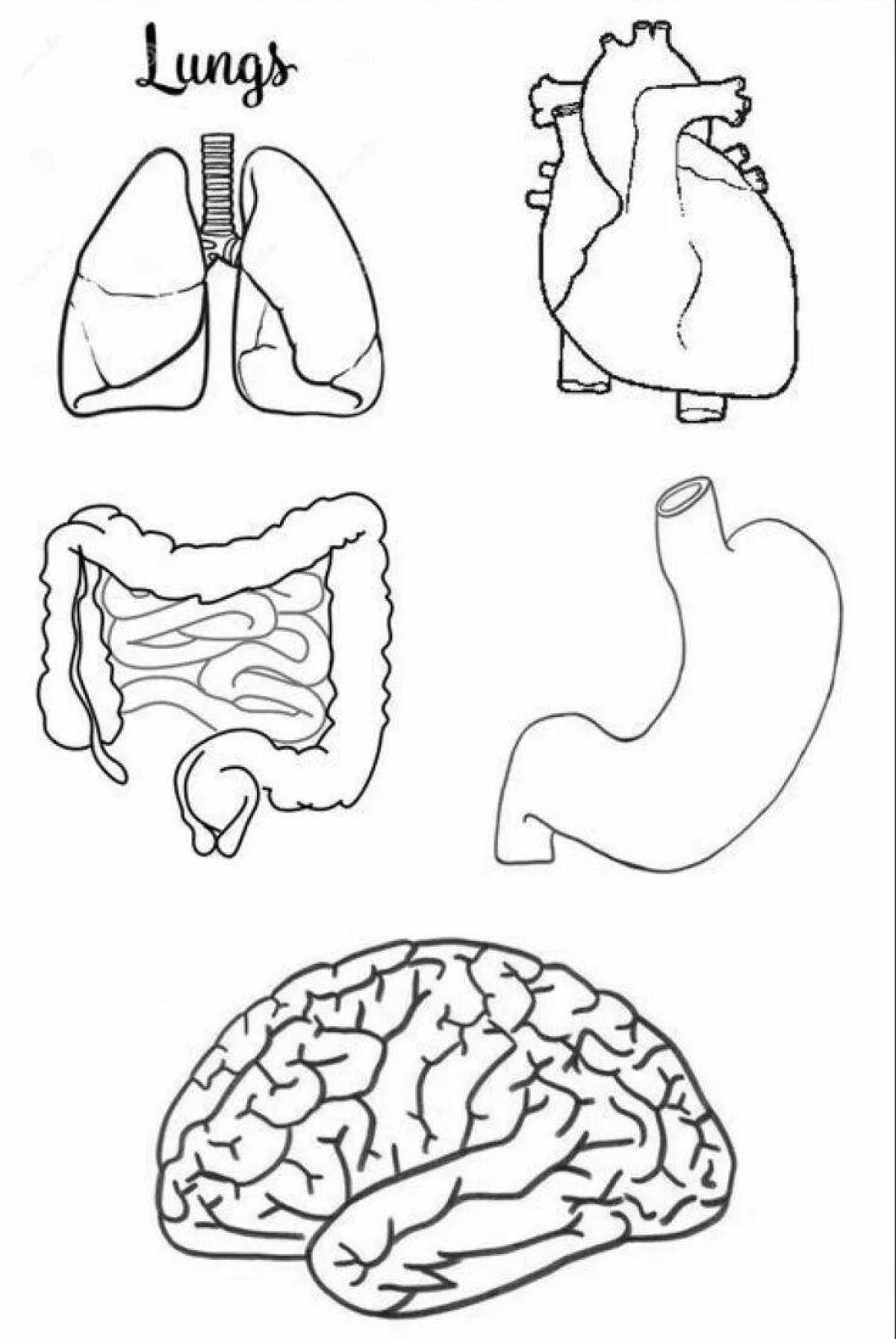 Attractive coloring of internal organs