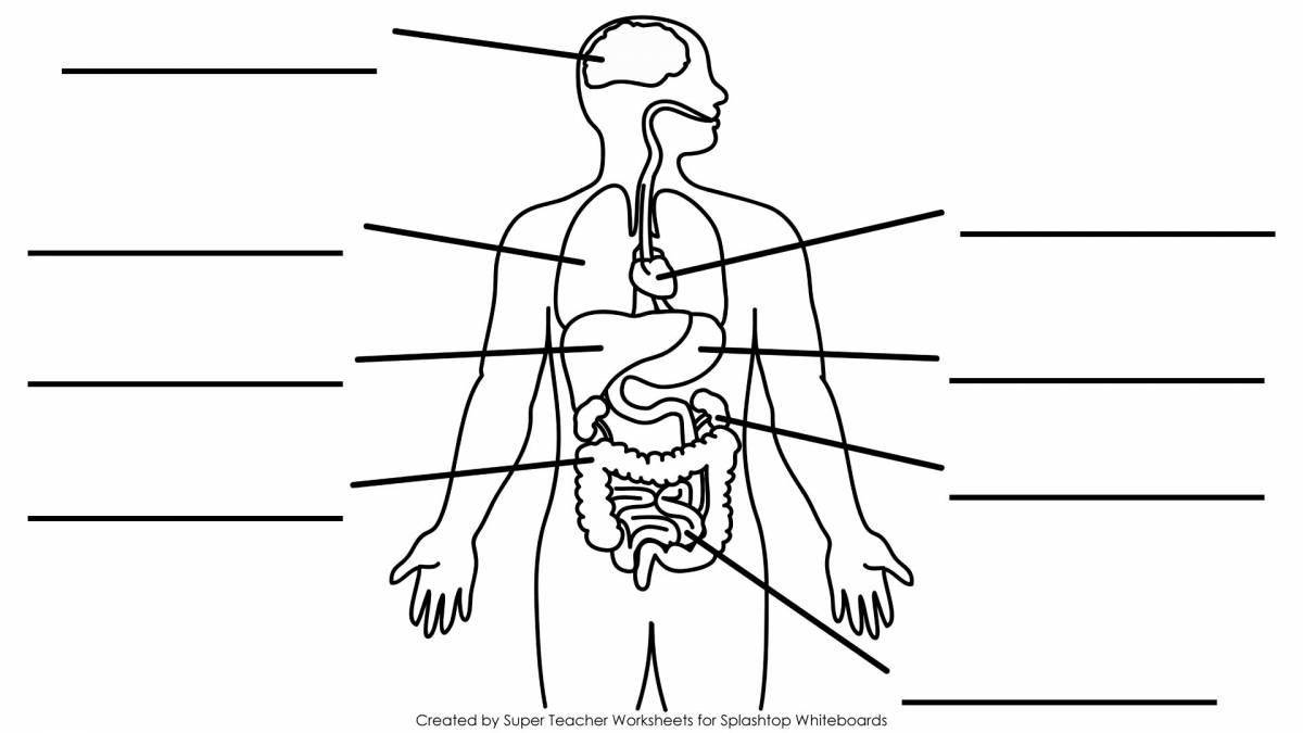 Delightful coloring pages of internal organs