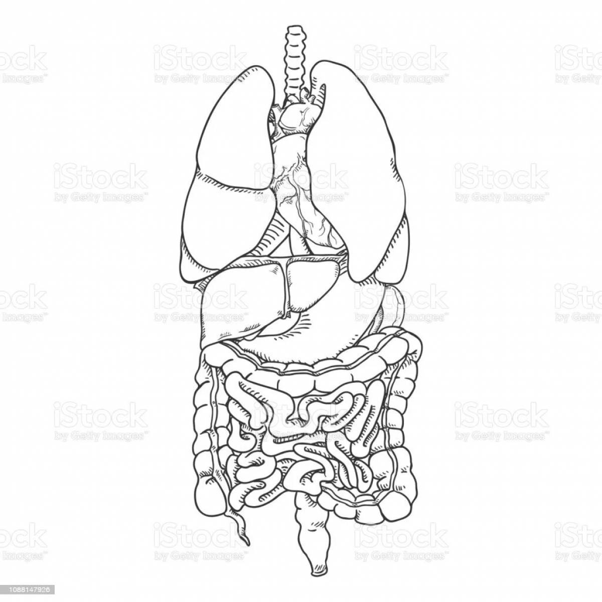 Bright color painting internal organs