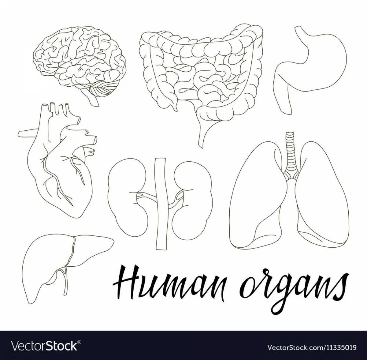 Internal organs #6