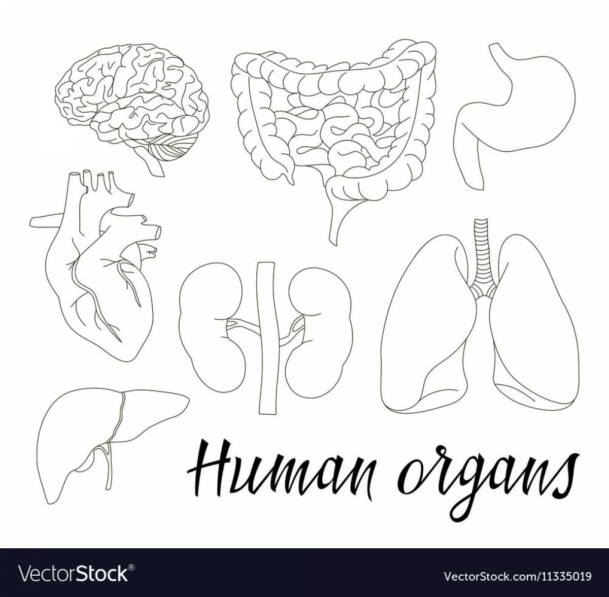 Photo Internal organs #6