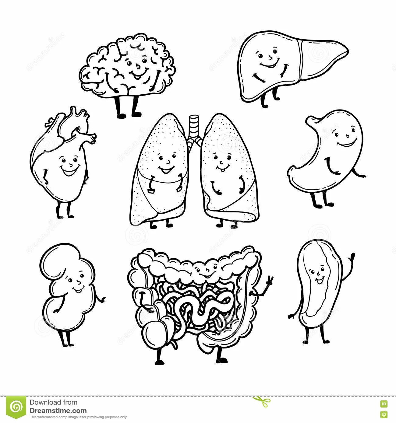 Photo Internal organs #10