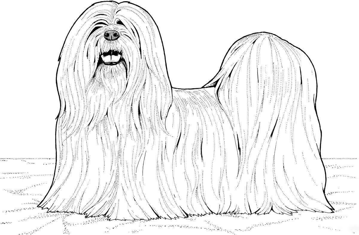 Shih Tzu funny coloring book