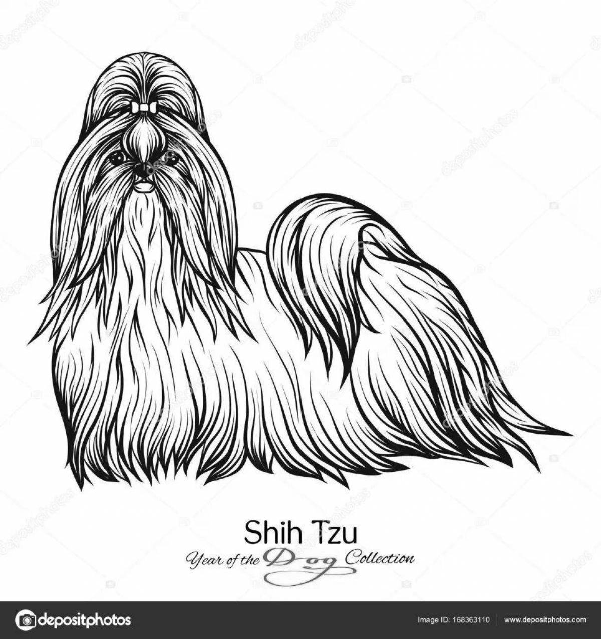 Shih tzu live coloring page