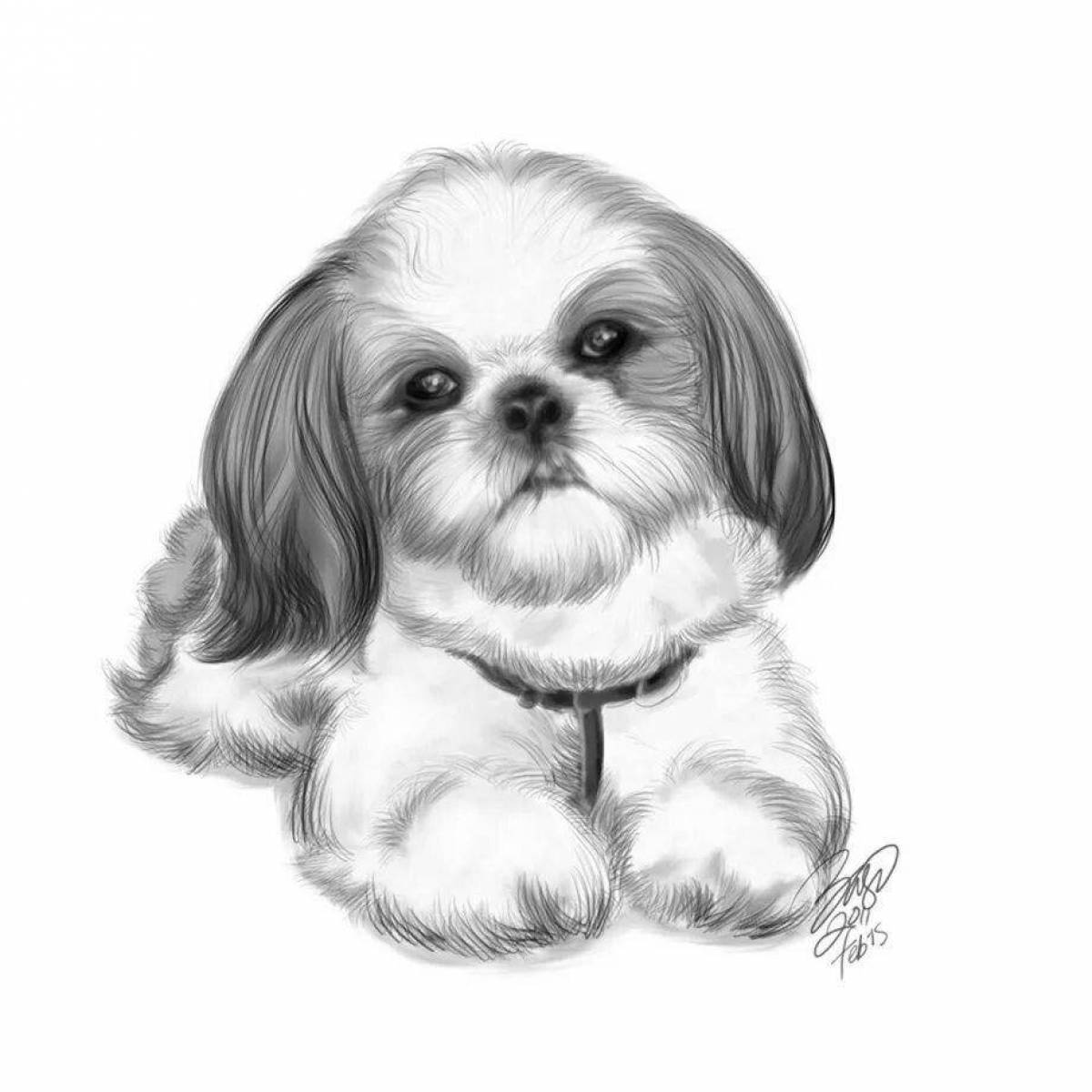 Exquisite coloring shih tzu