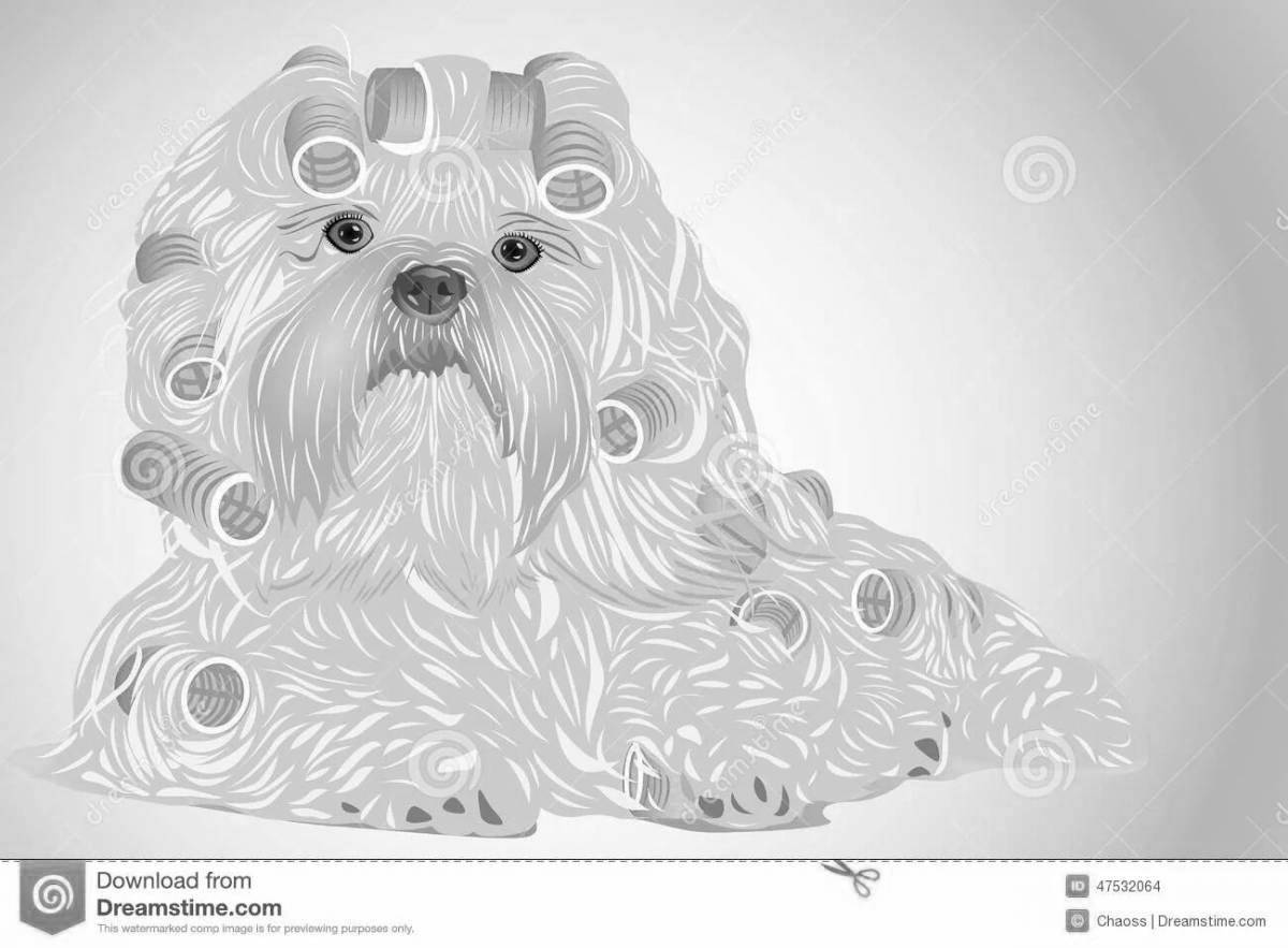 Colorful shih tzu coloring page