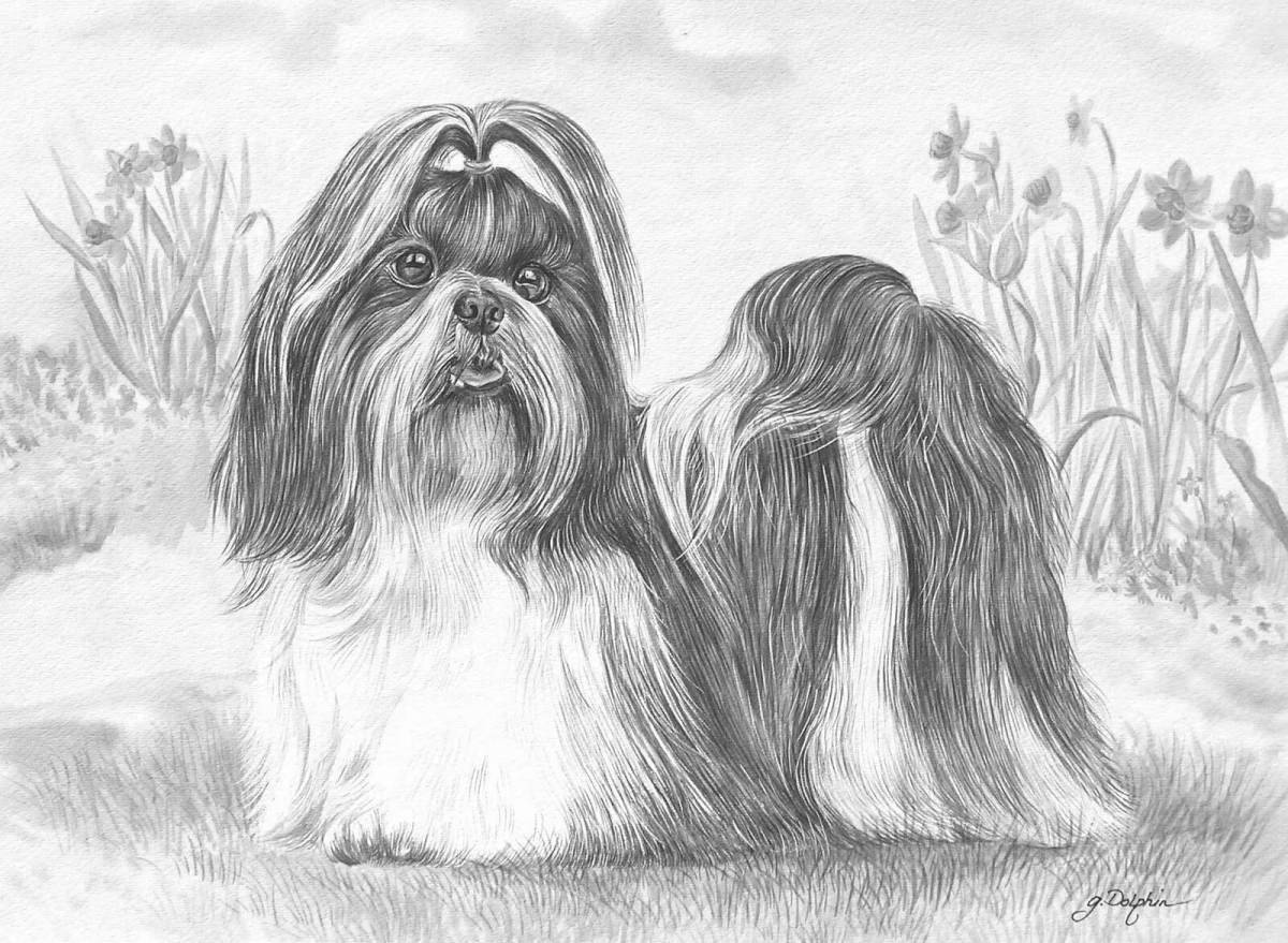 Exquisite shih tzu coloring book