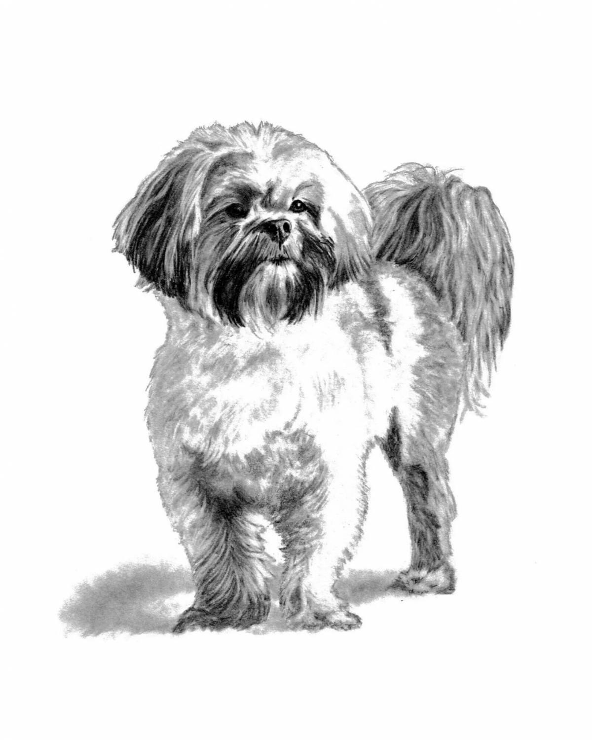 Chubby Shih Tzu coloring page