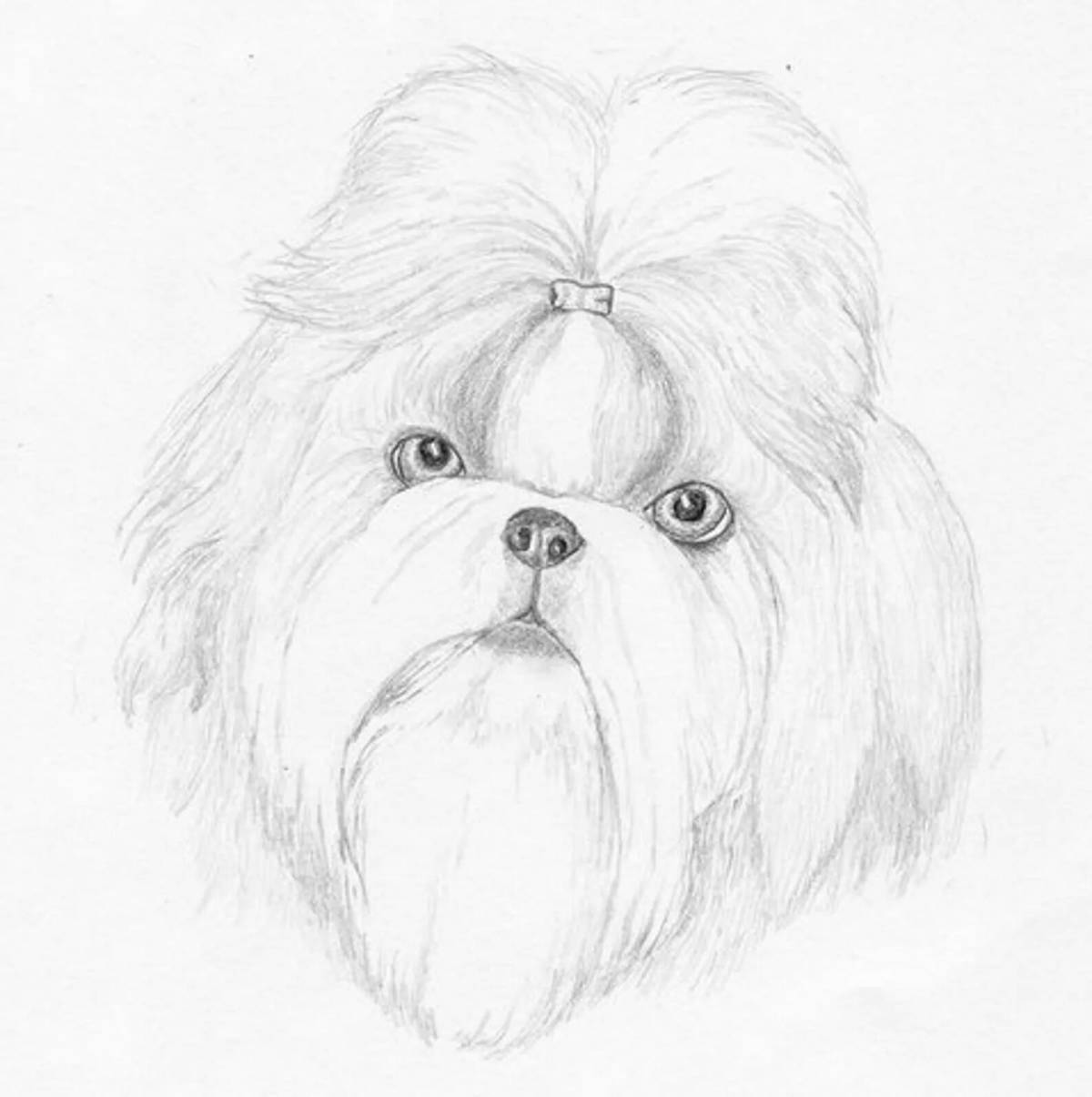 Colouring shih tzu with fluffy coat