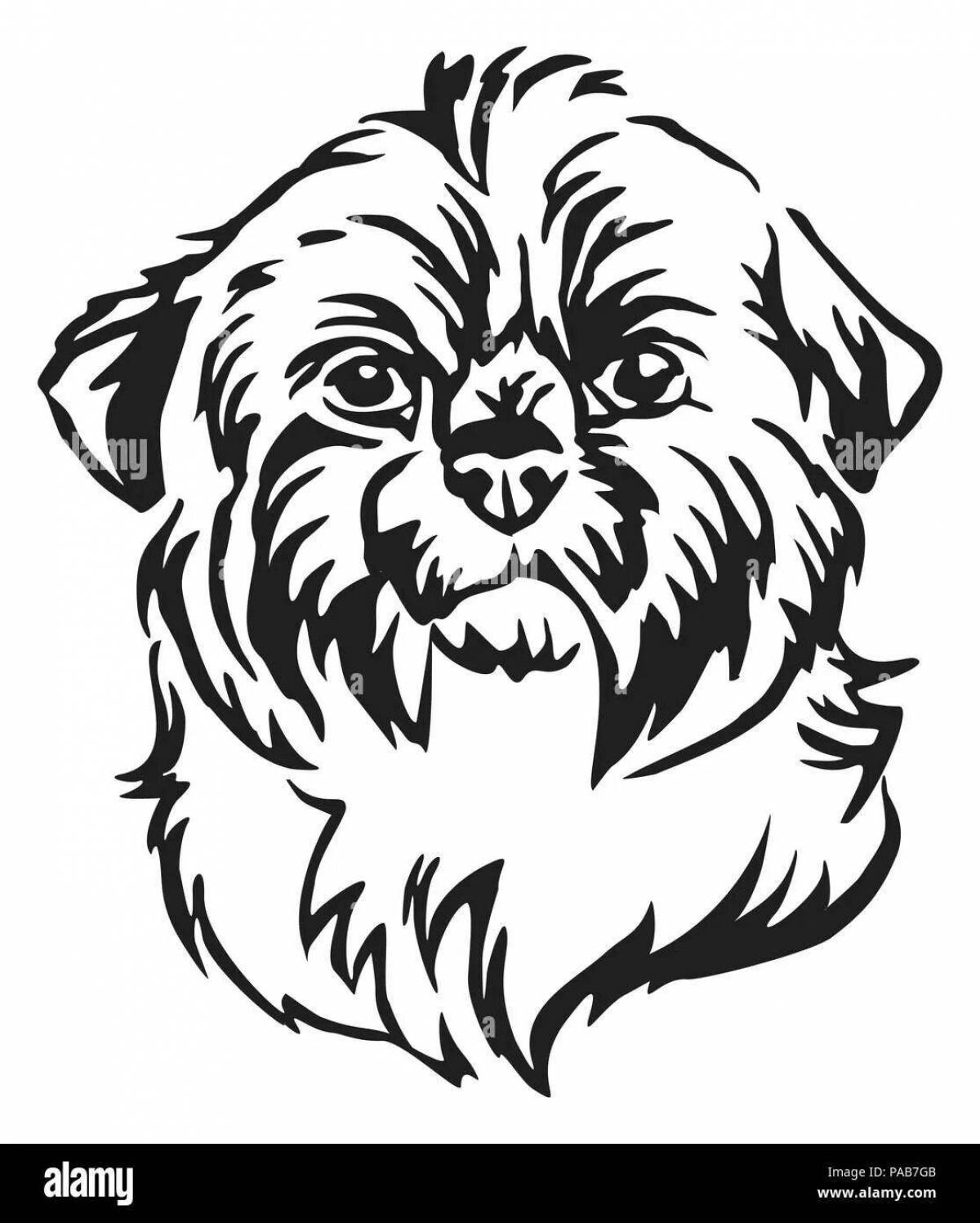 Colouring shih tzu with soft coat