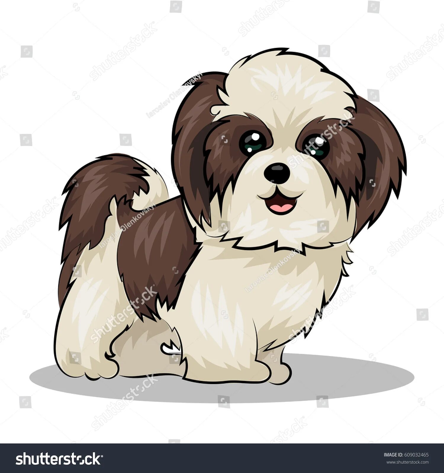 Shih tzu #1