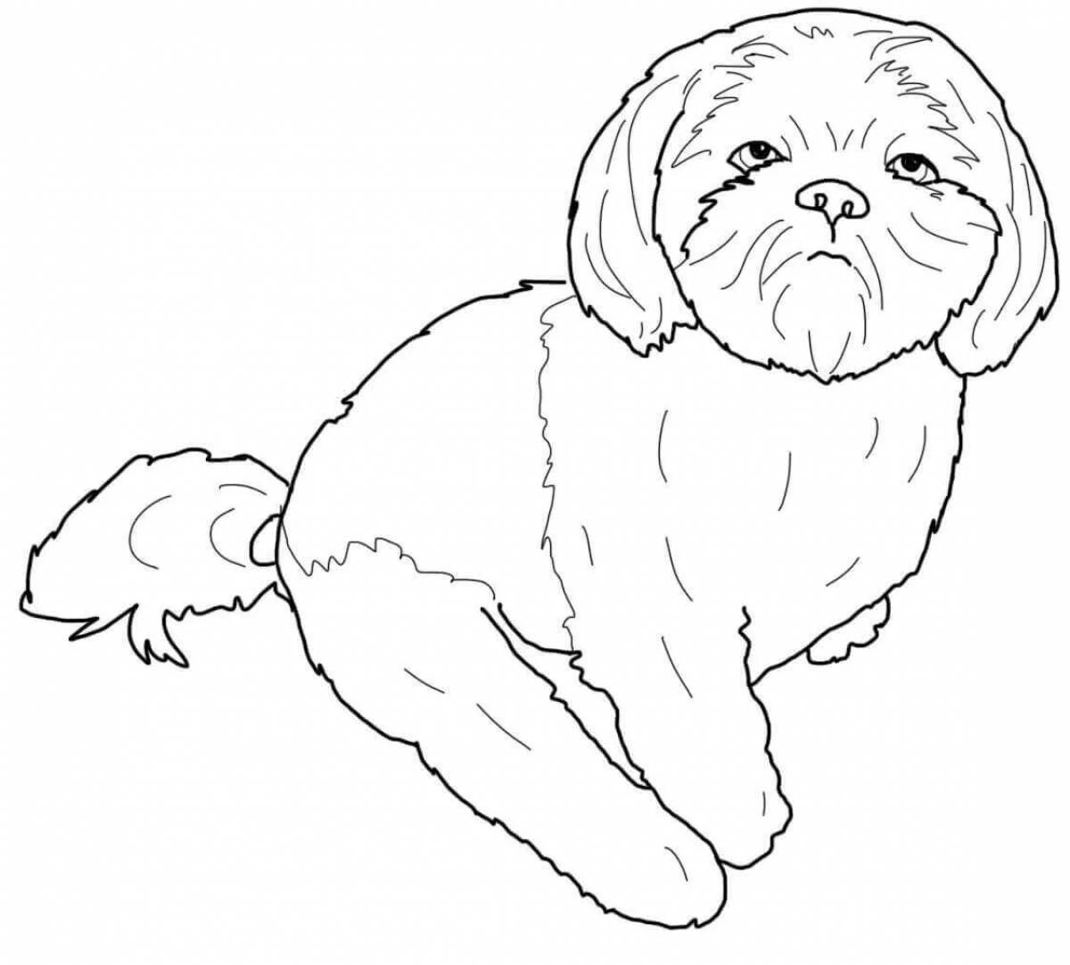 Shih tzu #10