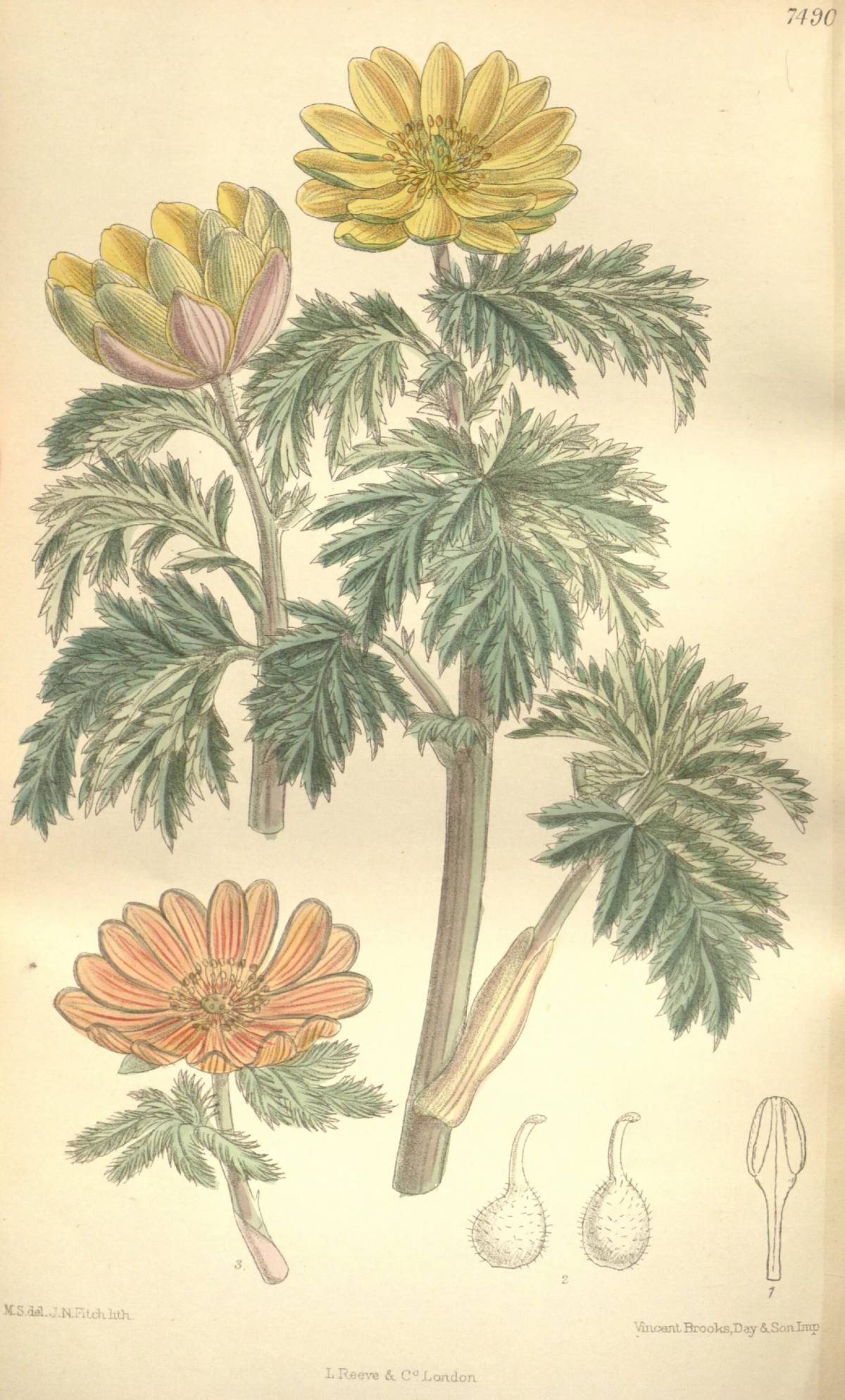 Адонис Ботаническая иллюстрация