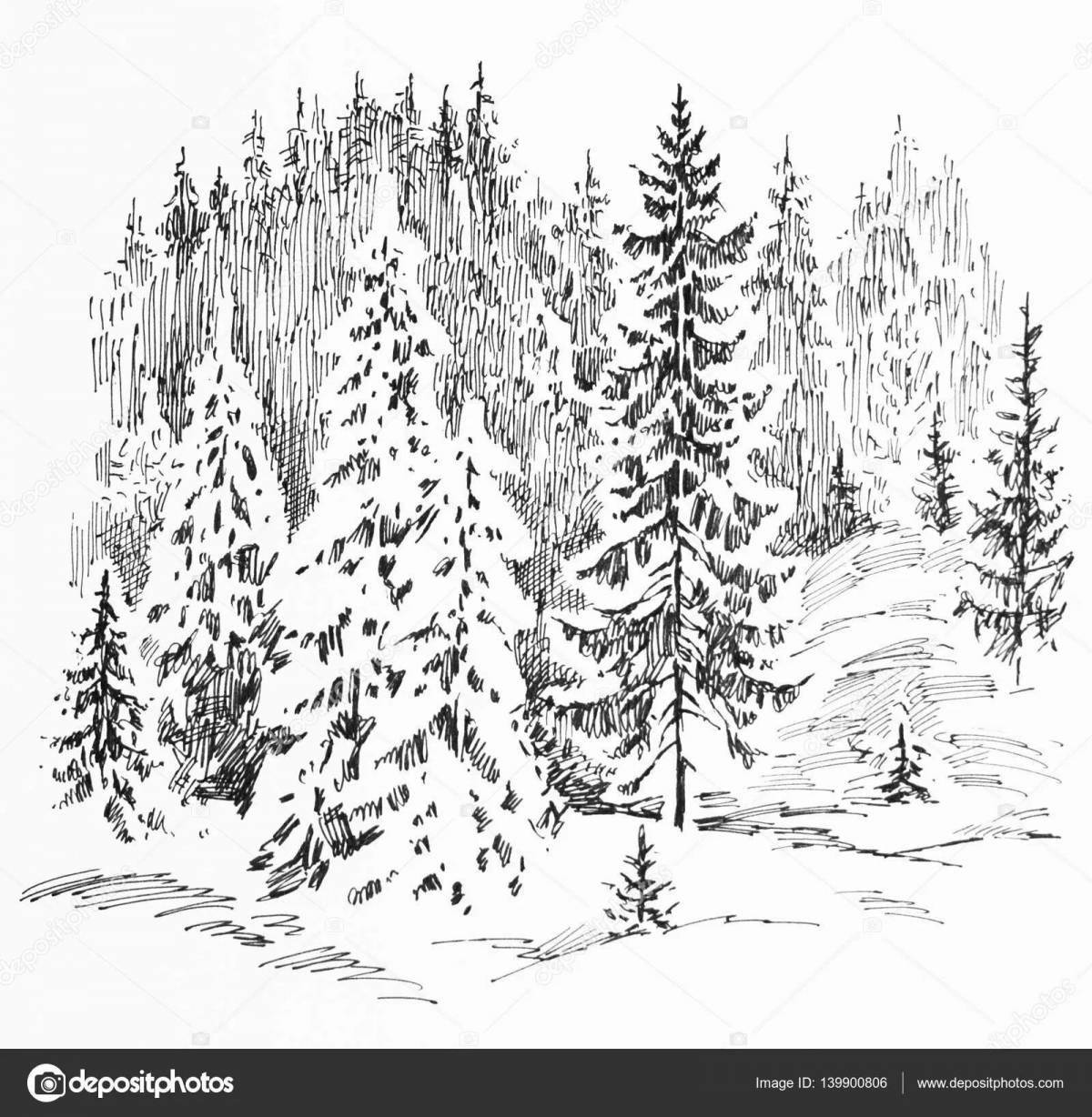 Majestic spruce forest coloring page