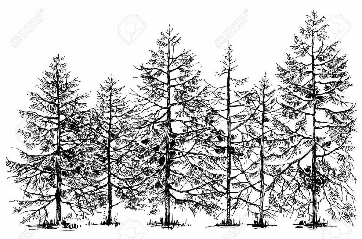 Scenic spruce forest coloring page