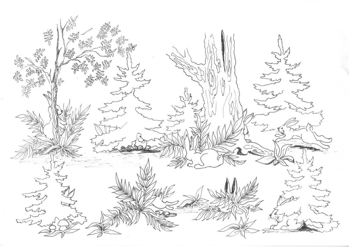 Colouring calm spruce forest