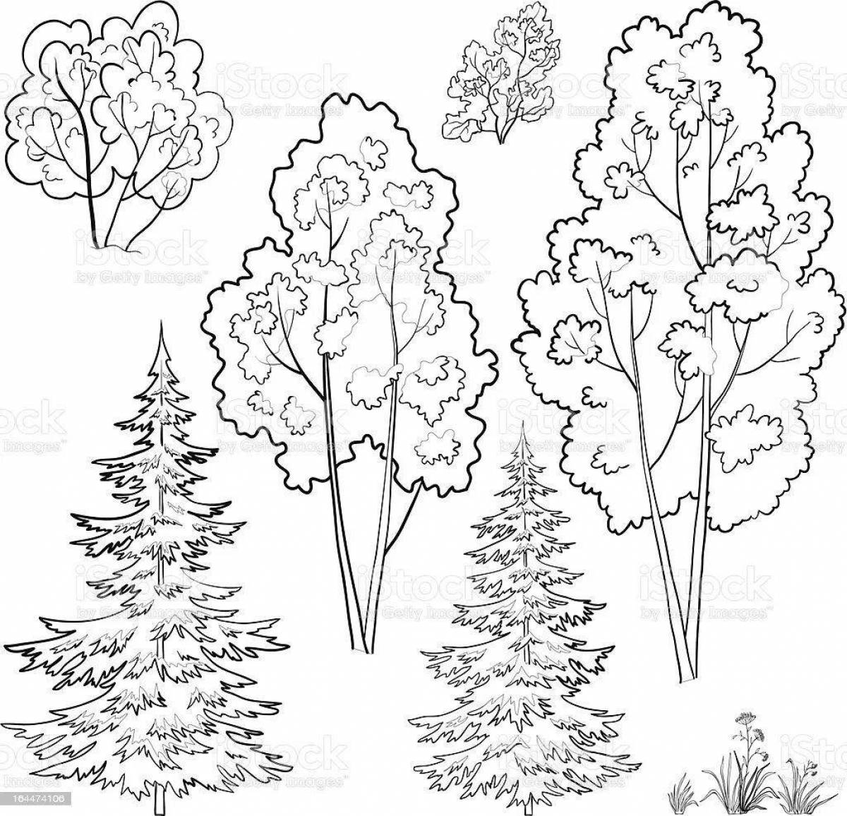 Coloring page magnificent spruce forest