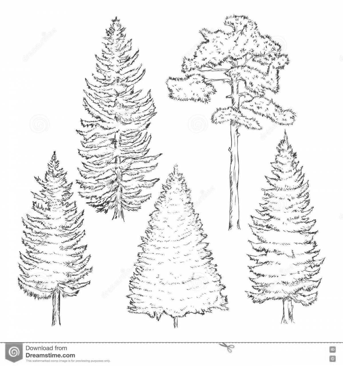 Exquisite spruce forest coloring page