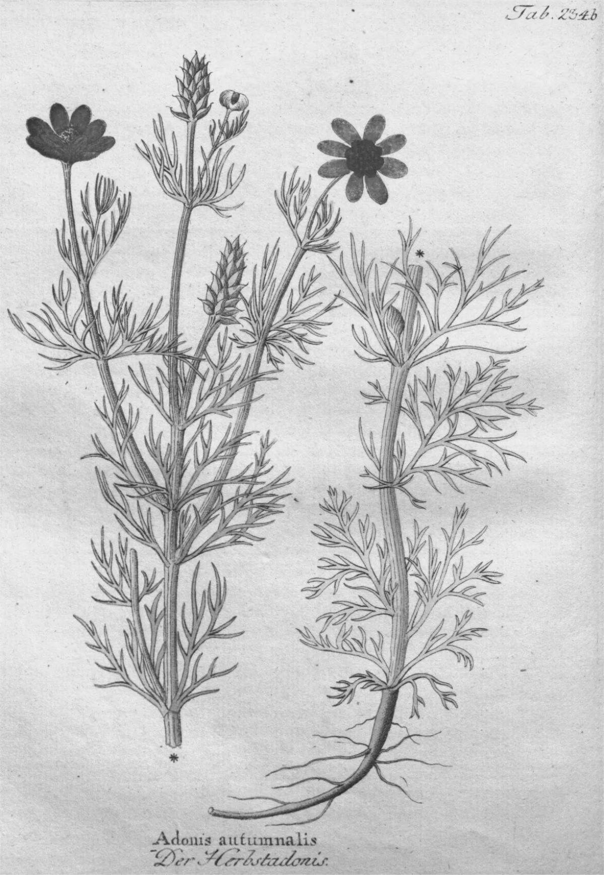 Playful adonis spring coloring page