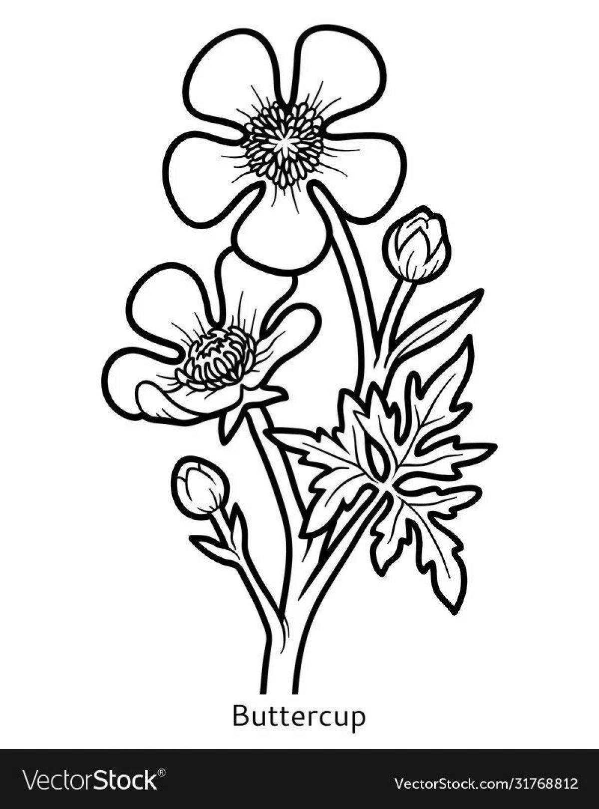 Цветы Раскрасска Лютик