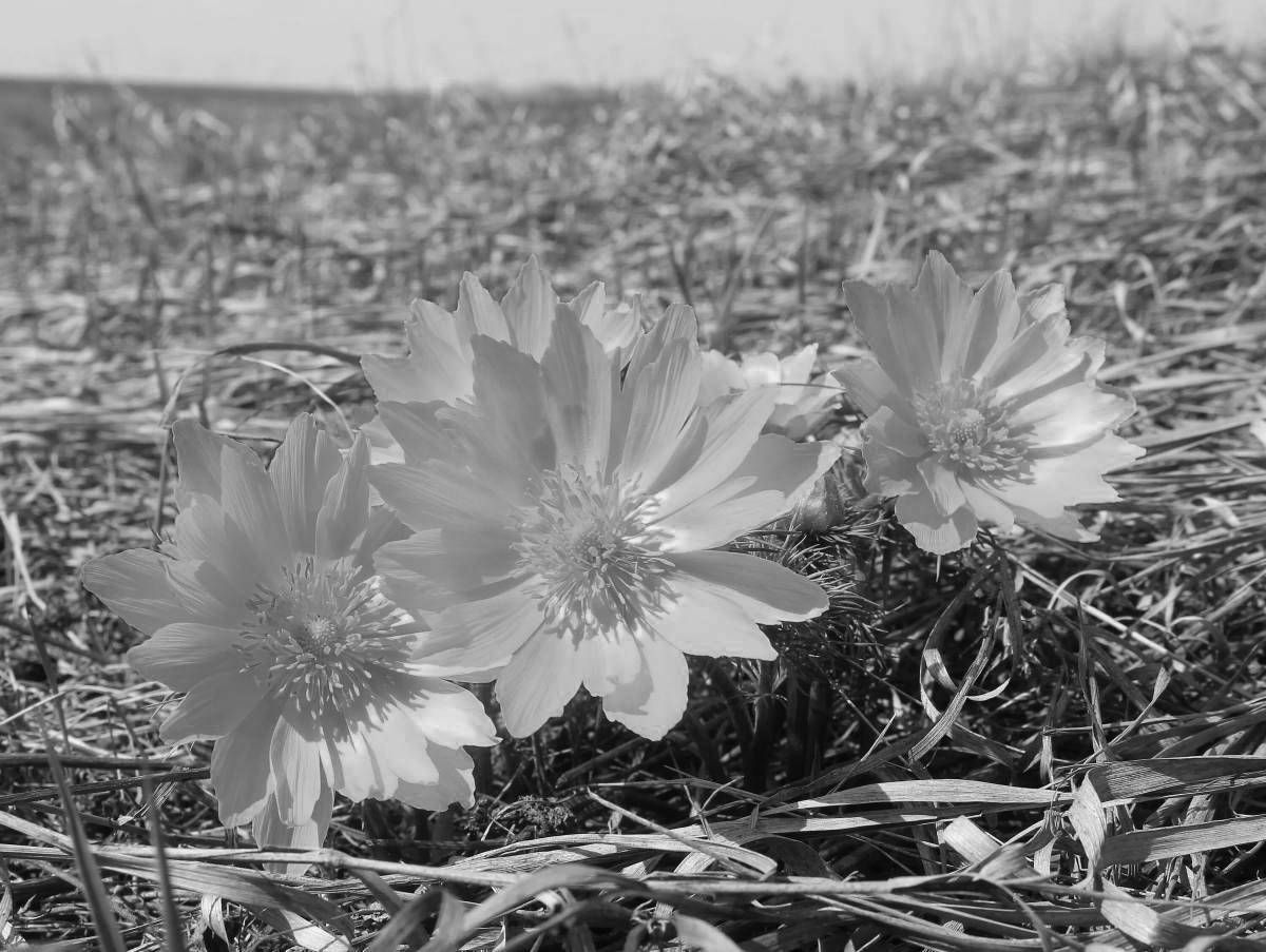 Adonis exquisite spring coloring