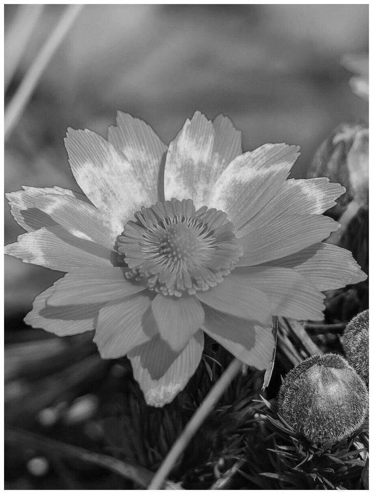 Adonis colorful spring coloring