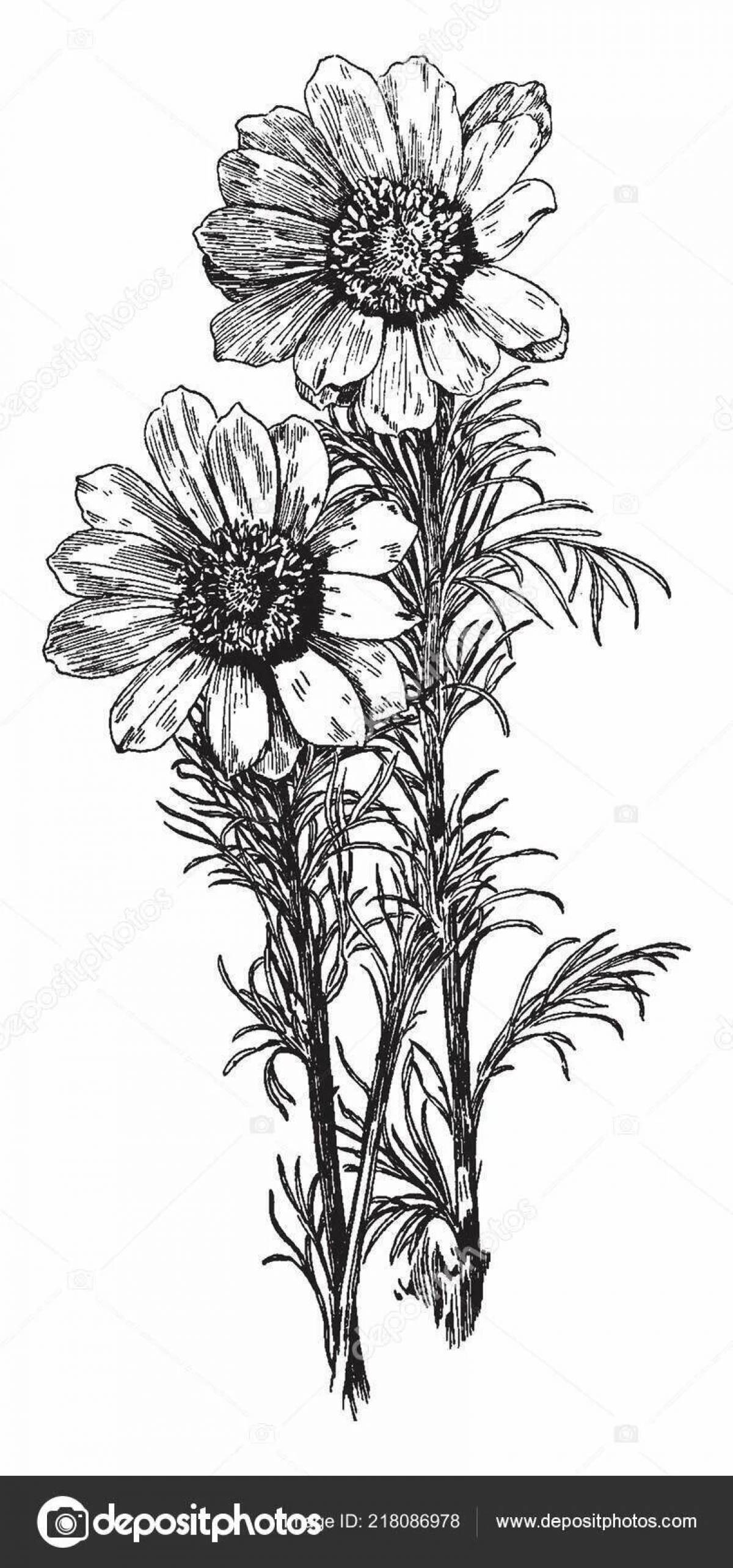 Adonis spring coloring page filled with color