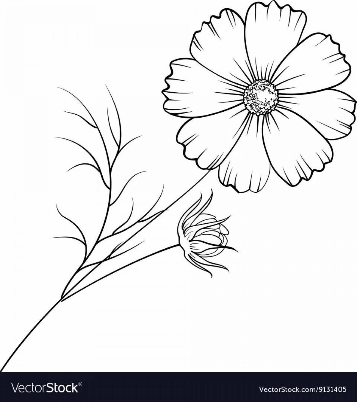 Adonis color luxury spring coloring