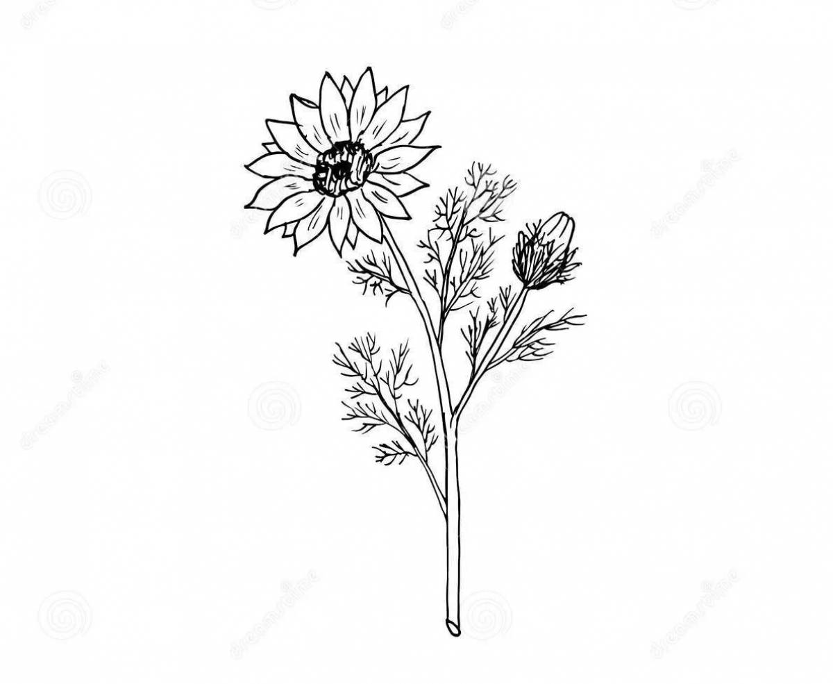 Adonis spring coloring radiating color