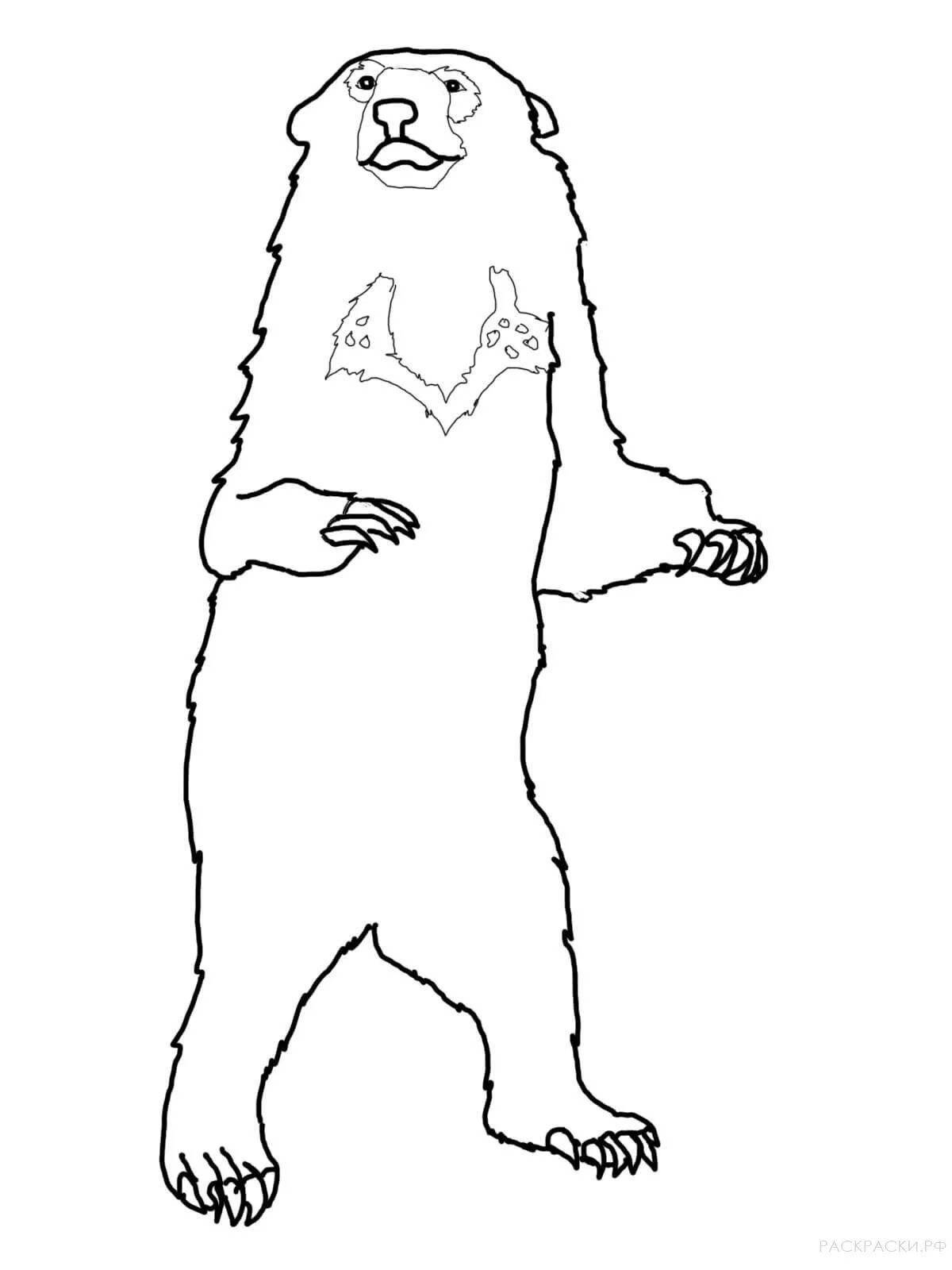 Funny coloring bear valerka